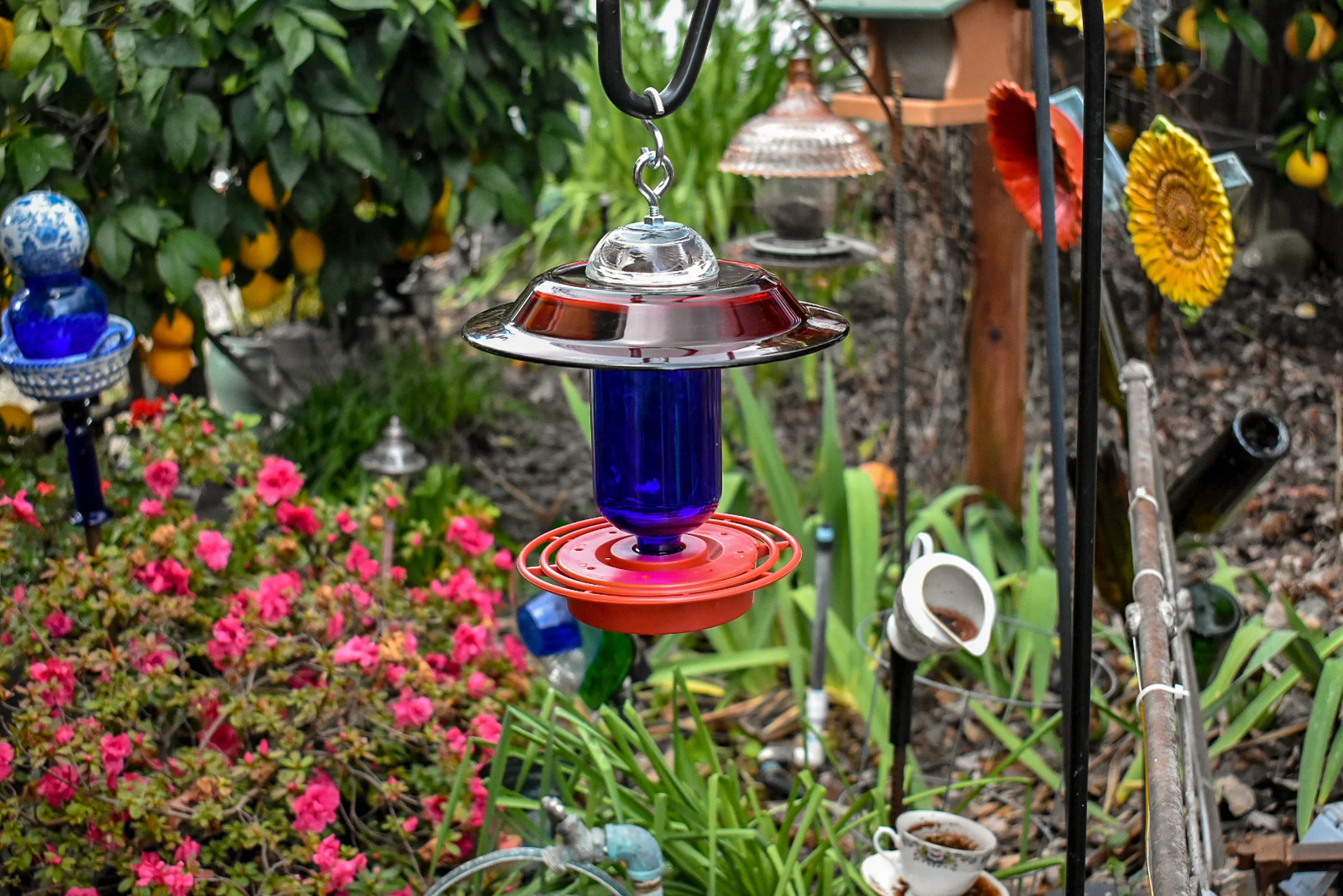 Hummingbird250f.jpg