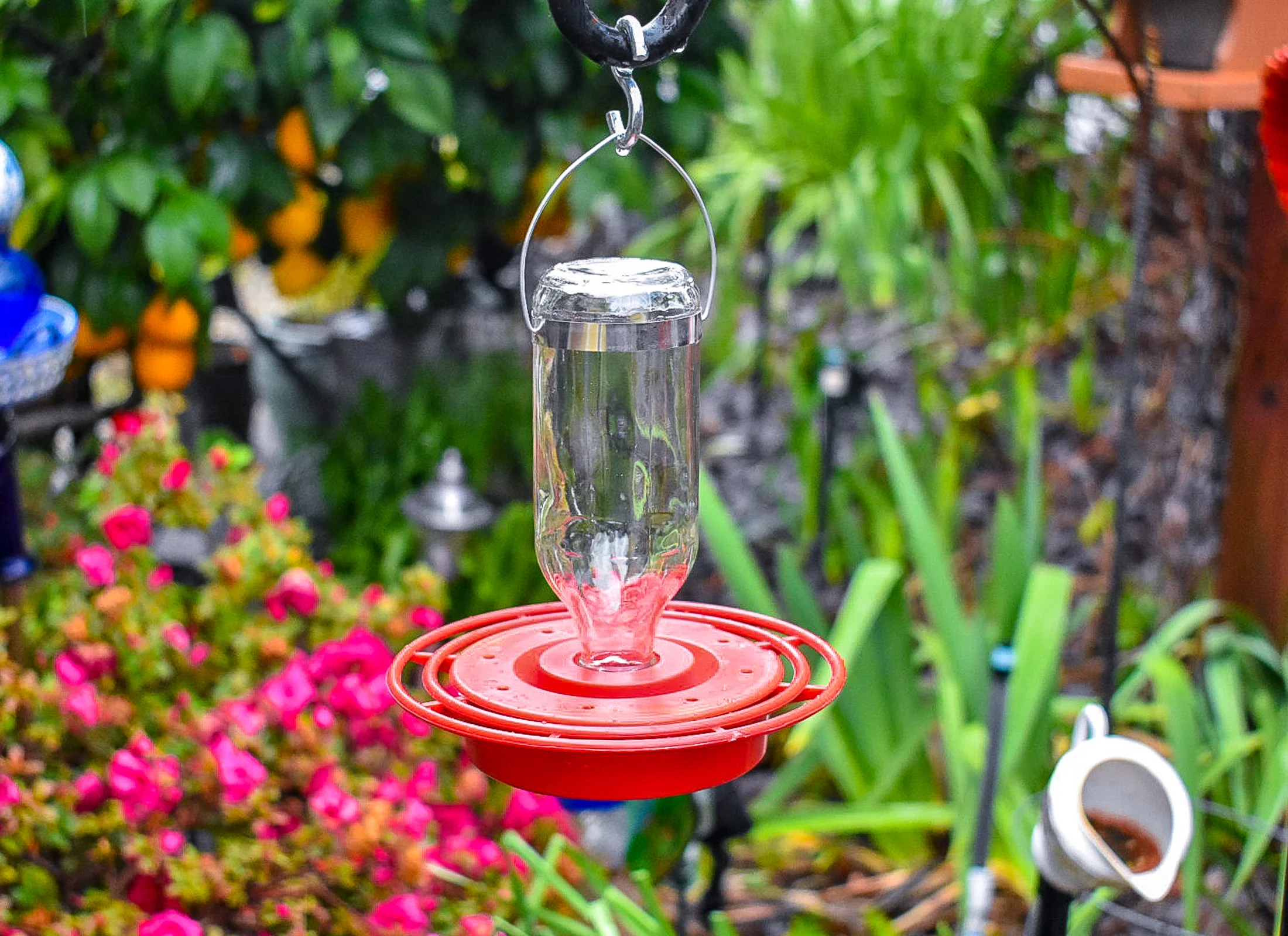 Hummingbird263c.jpg
