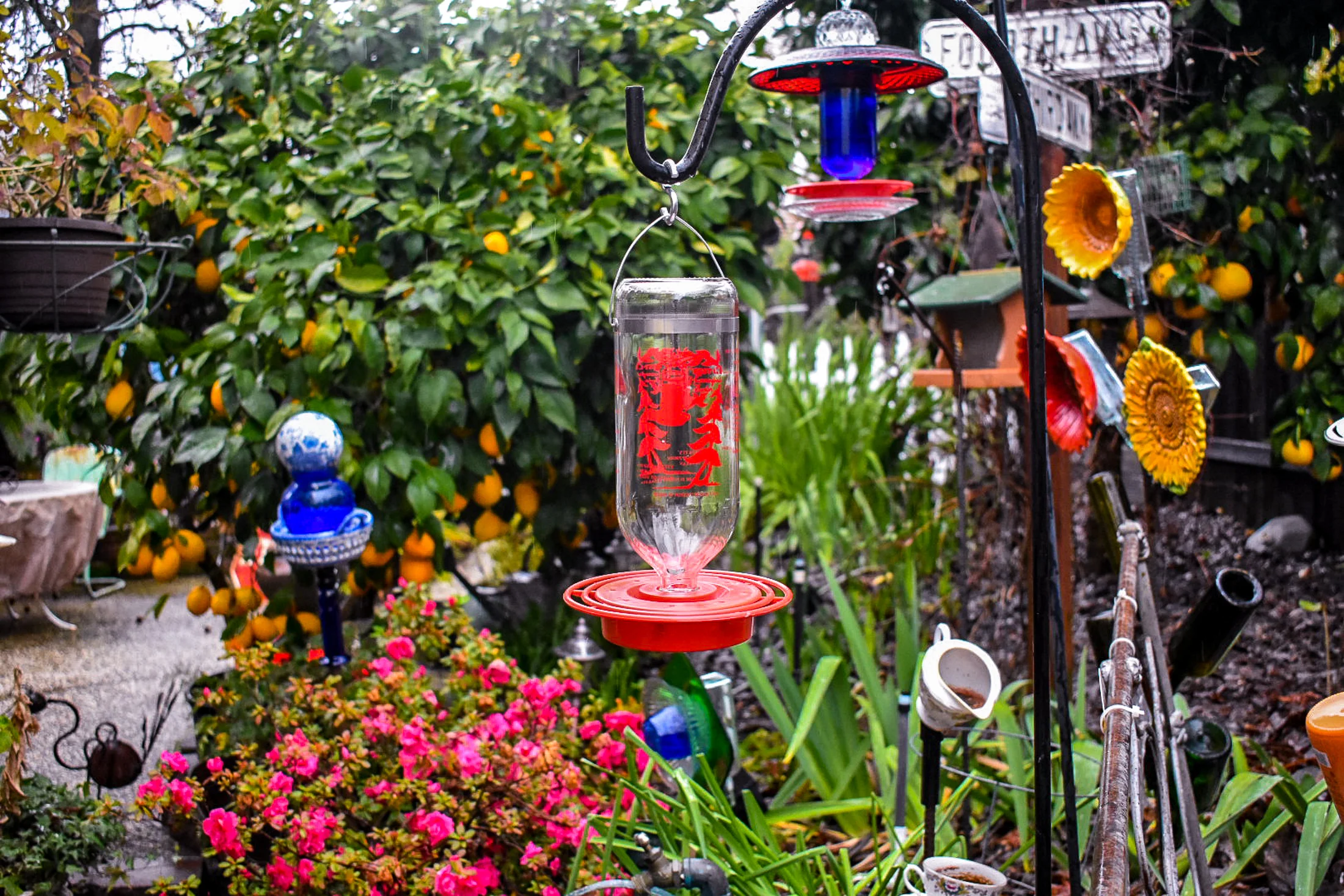 Hummingbird271e.jpg