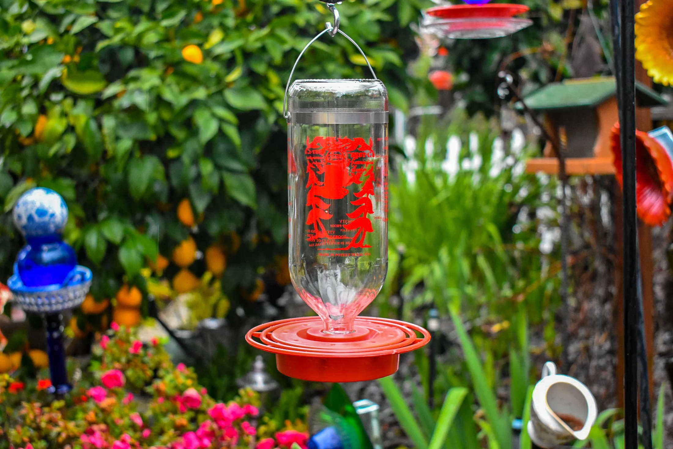 Hummingbird271d.jpg