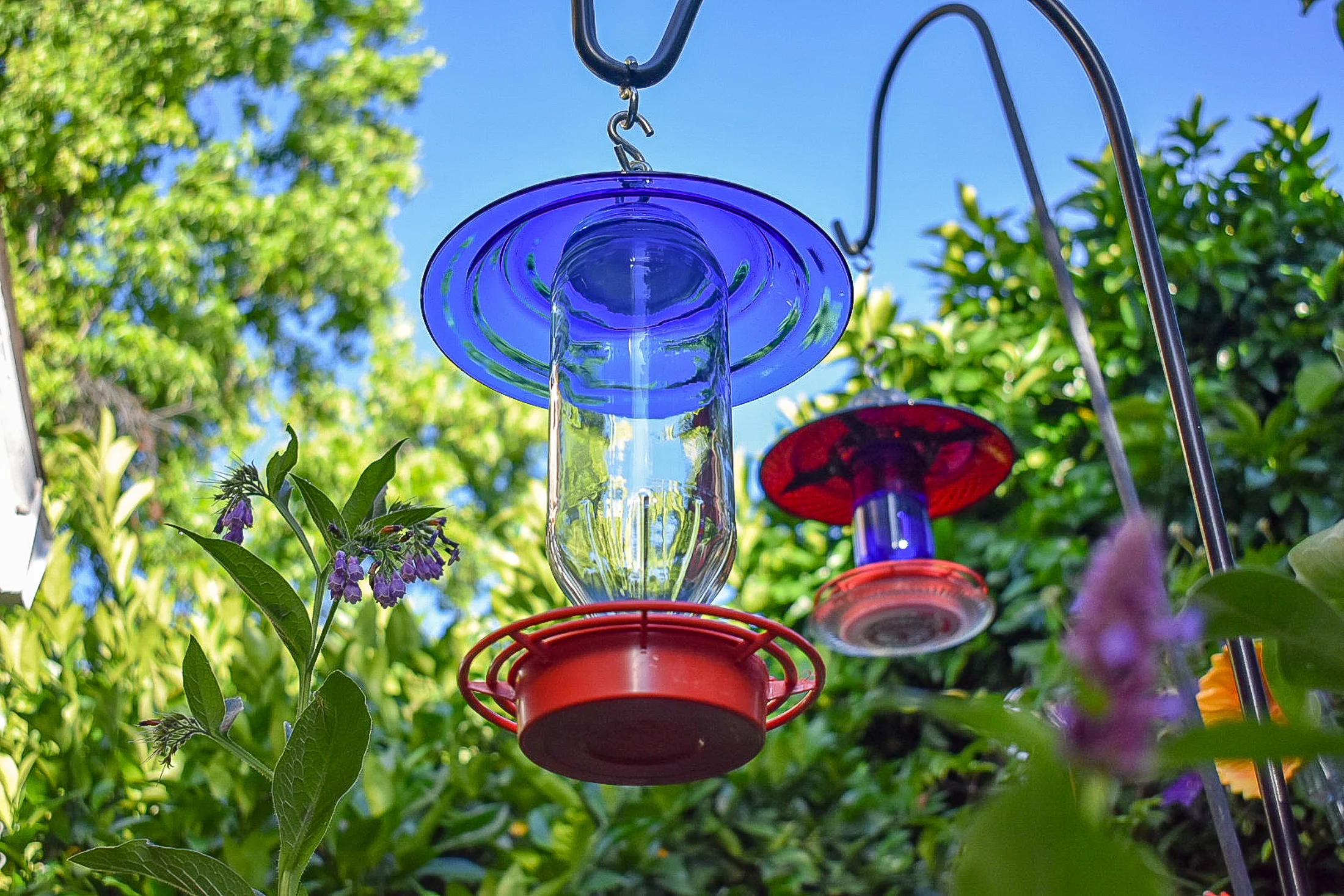 Hummingbird313b.jpg