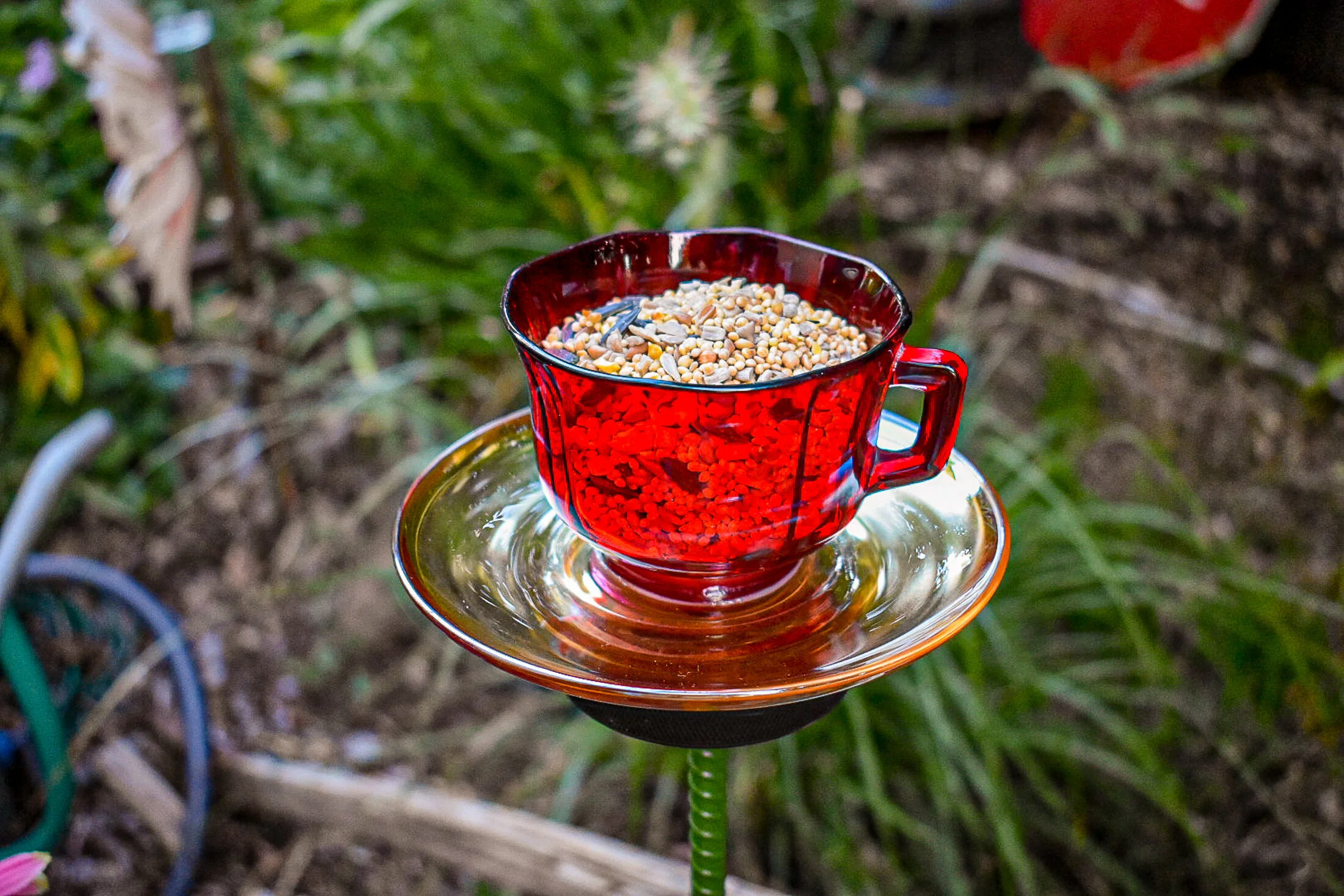 TeacupT138i.jpg