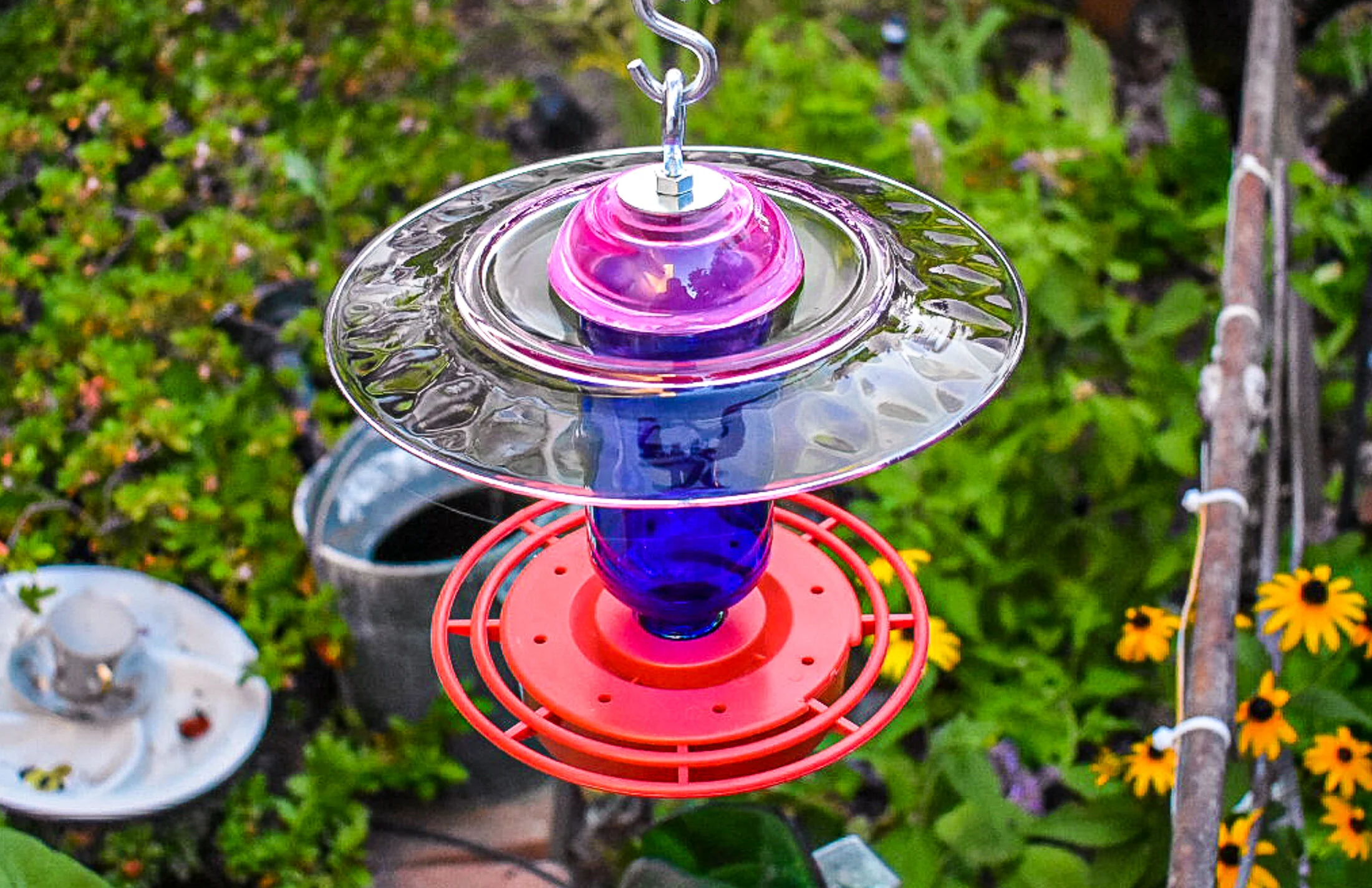 Hummingbird343f.jpg