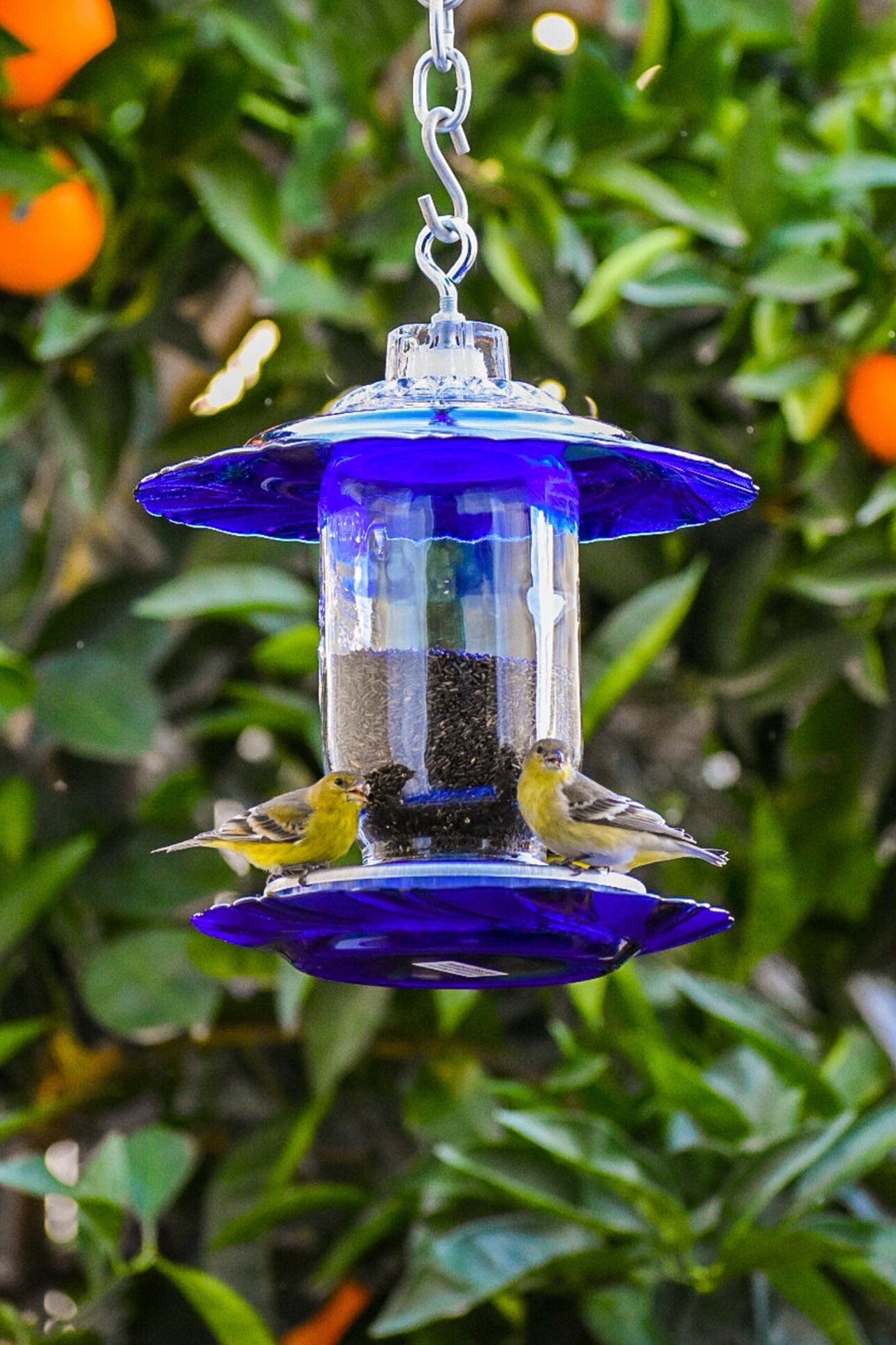 Classic Bluebird Feeder Mason Jar Handmade Lil Blue Finch Thistle