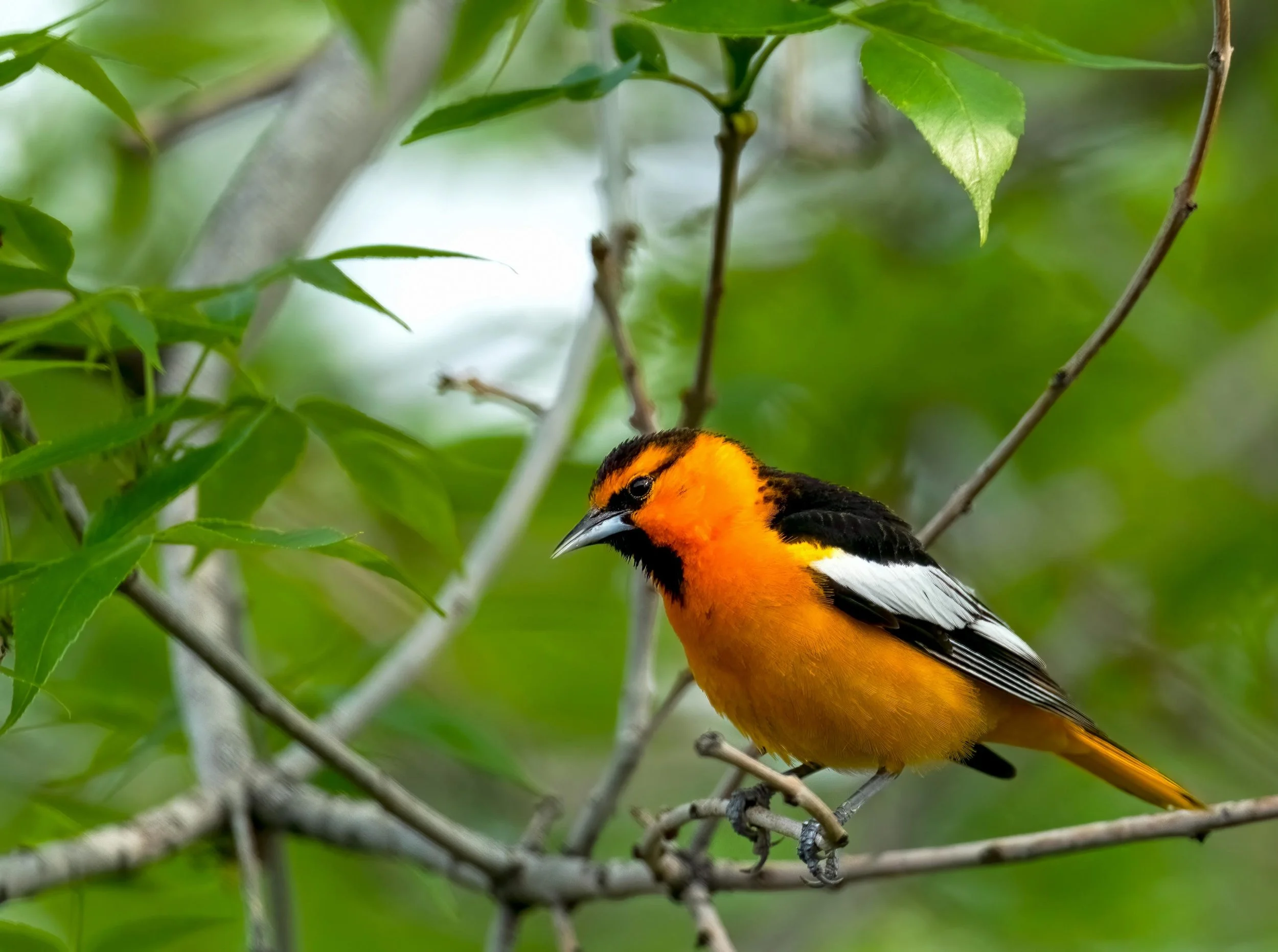 Bullock's Oriole