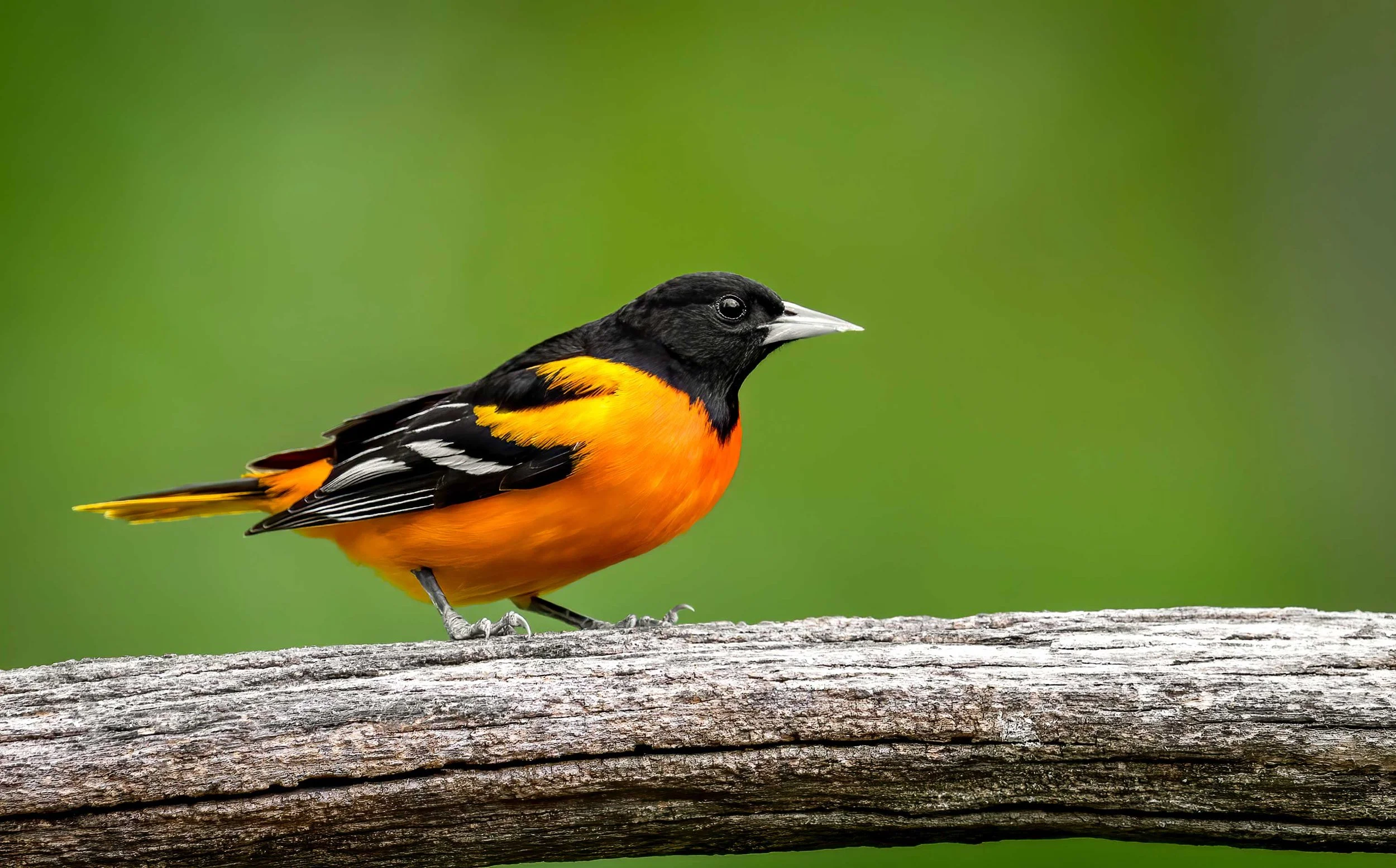 Baltimore Oriole