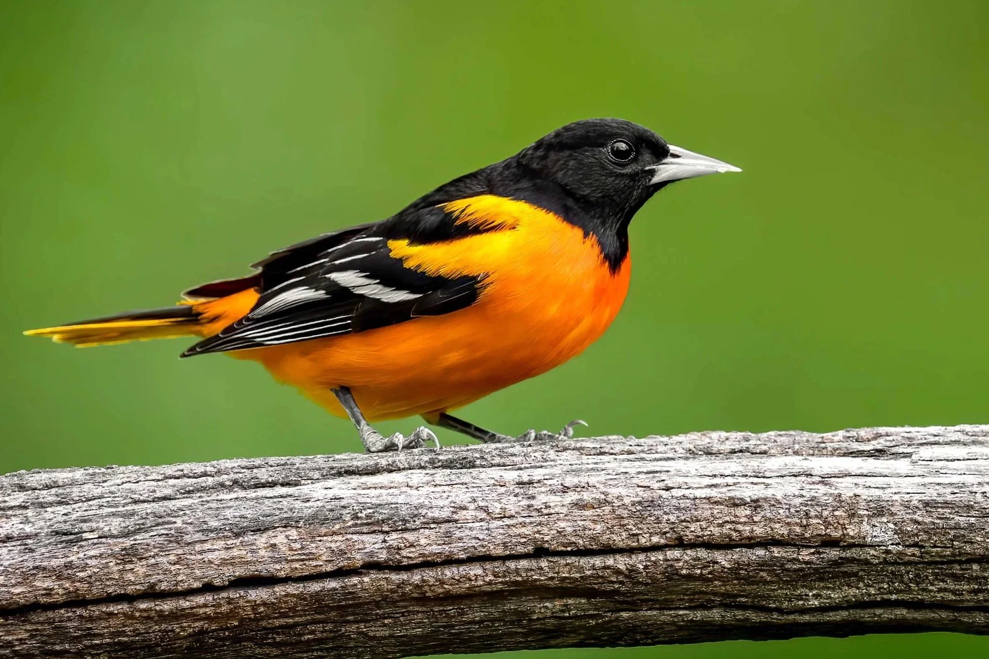 baltimore-oriole-male-perched.jpg