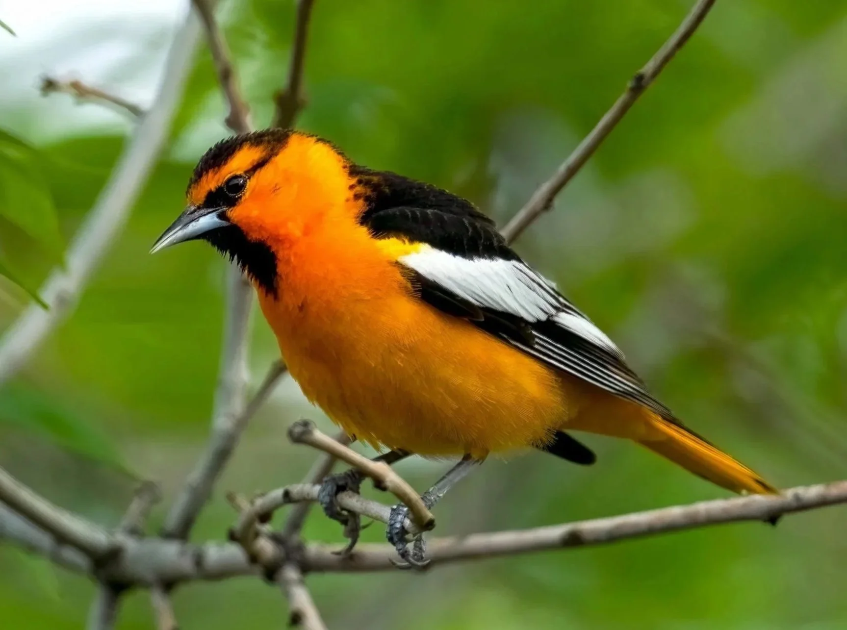 Bullock's Oriole