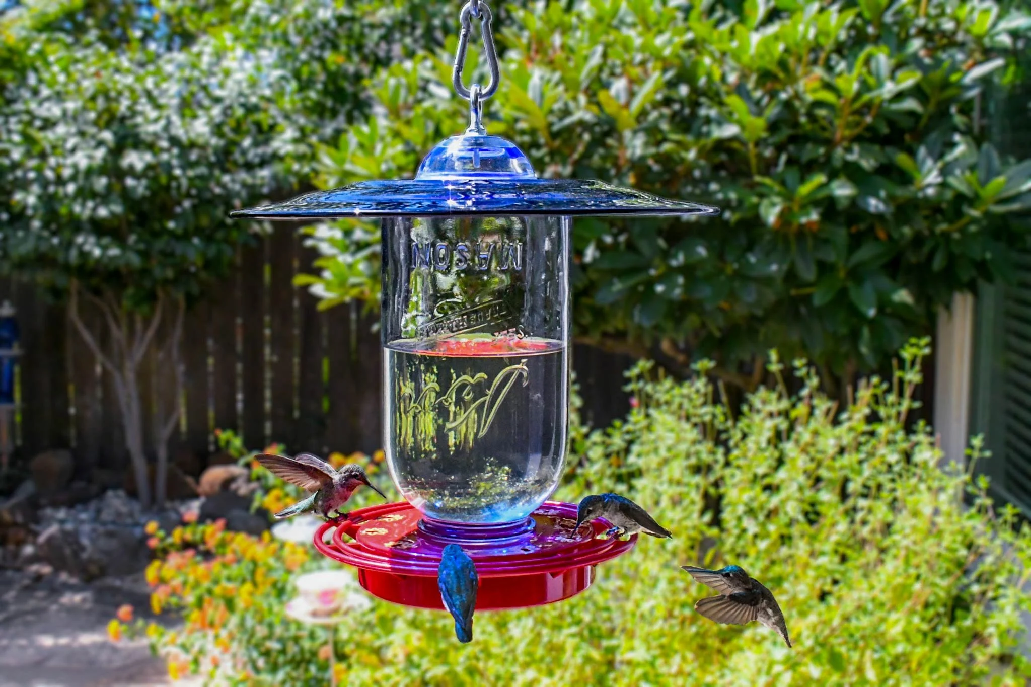 Jumbo 64 oz Mason jar hummingbird feeder with cobalt blue antique glass plate hanging in a flower garden.