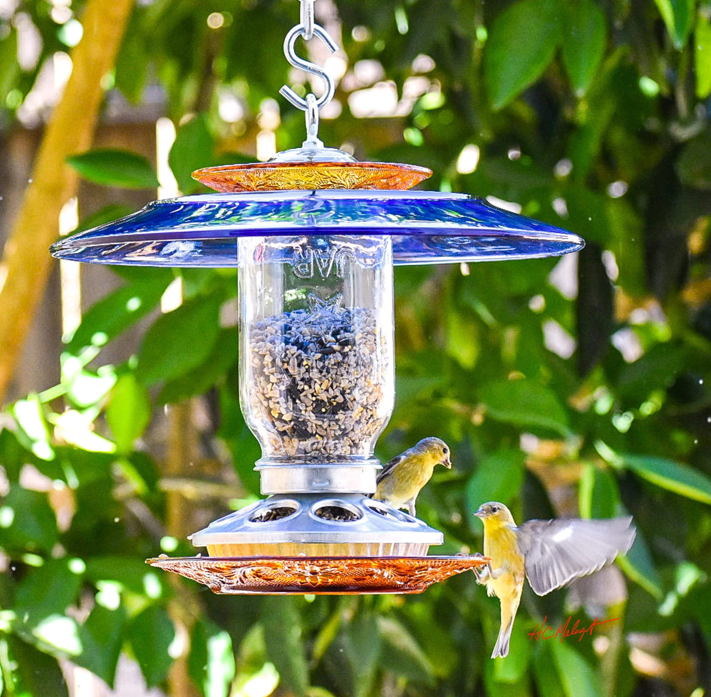 Blue and amber glass seed feeder with two songbirds feeding in a leafy garden.