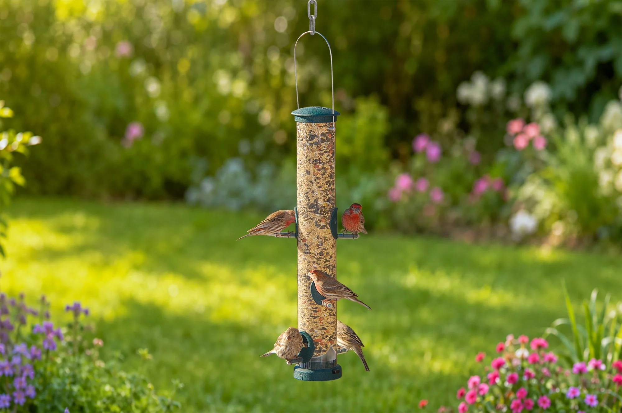 Aspects 425 Quick-Clean Spruce large seed tube bird feeder hanging in a summer backyard garden with wild birds.