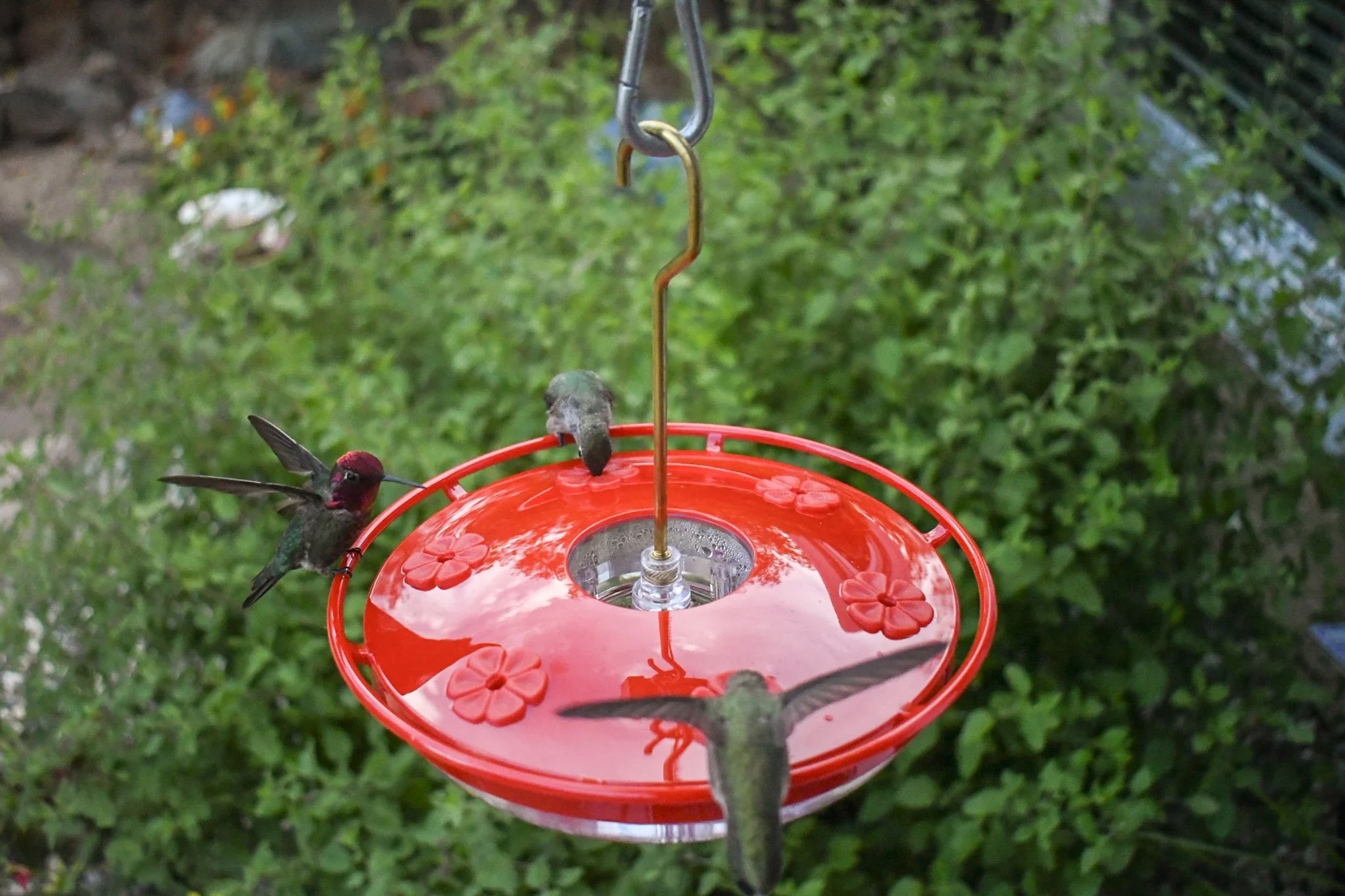 Overhead garden view of hummingbirds feeding from the six ports of an Aspects HighView Excel feeder.