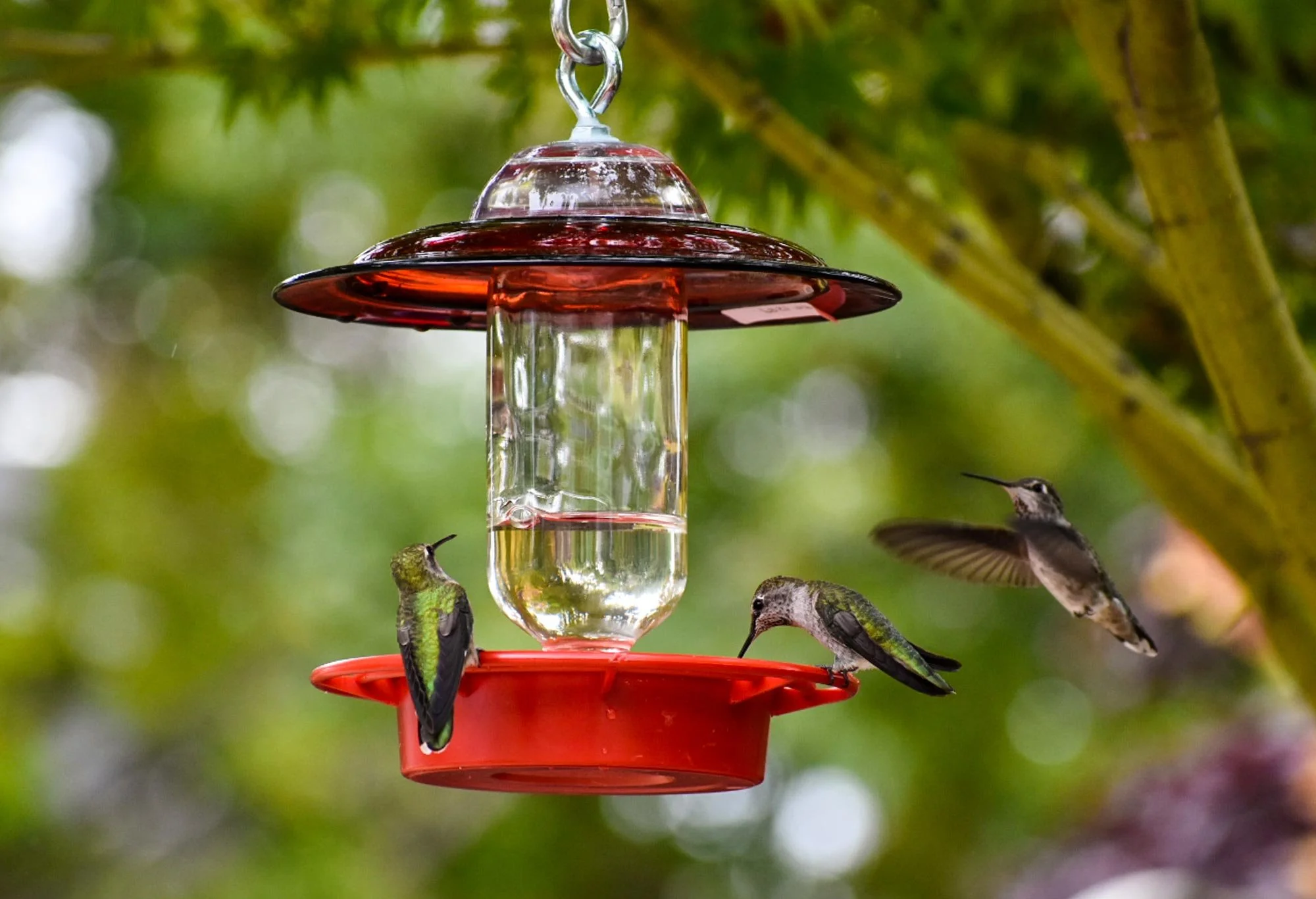 Hummingbirds buzzing and feeding on red anchor hocking feeder