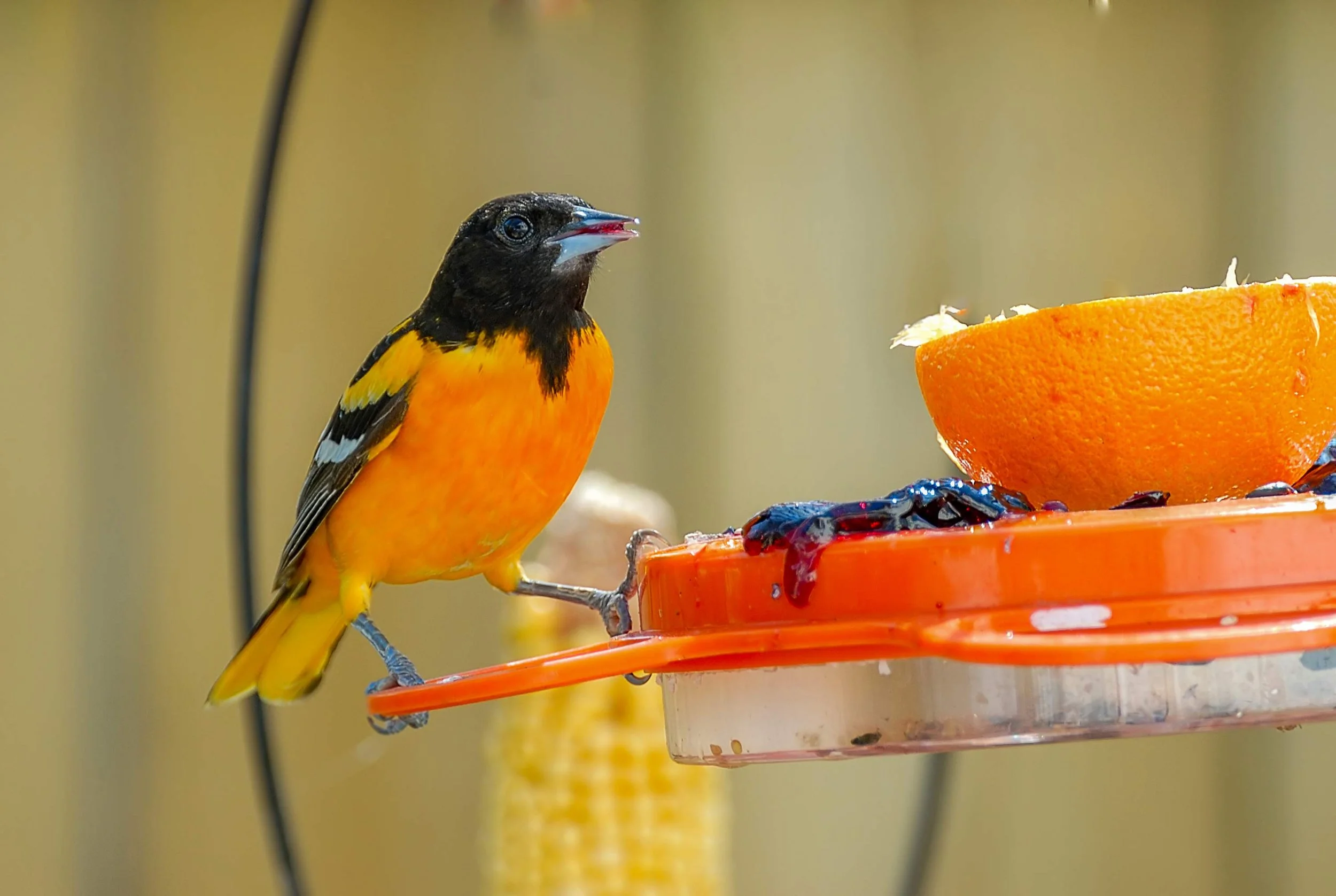 Male Baltimore Oriole feeding on fresh orange halves and grape jelly at an outdoor backyard oriole feeder during spring migration.