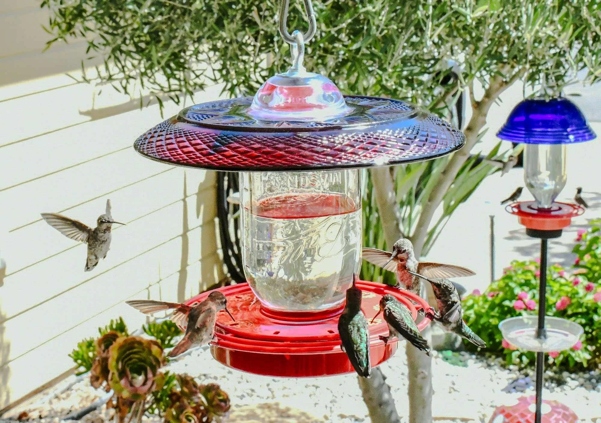 Cristal d'Arques Red Hummingbird feeder hanging with birds feeding