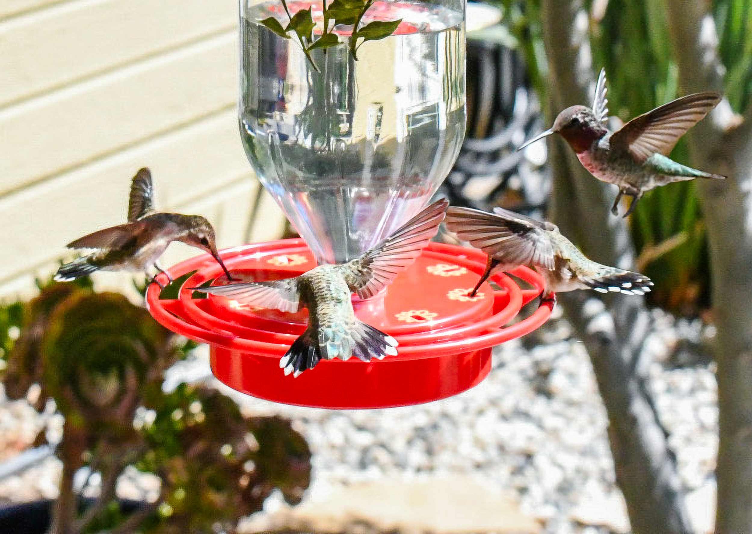 birds swarming around turbine feeder base