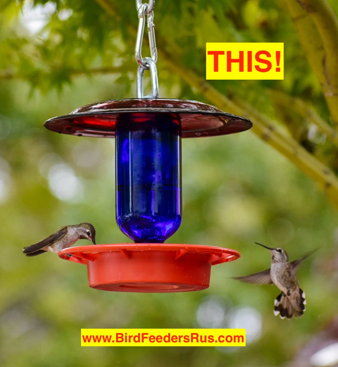 This is how you Feed Hummingbirds