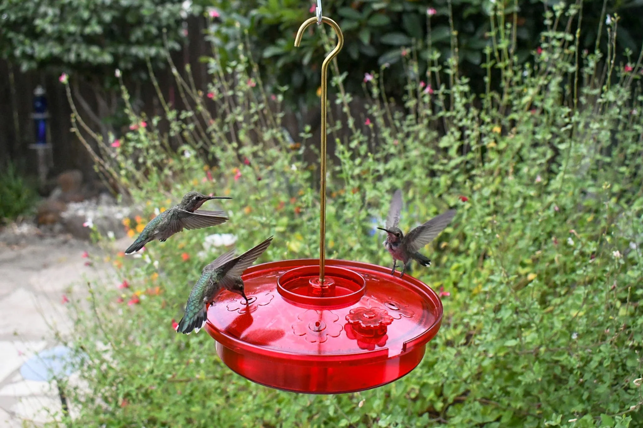 Close outdoor view of the red Hummingbird Haven saucer feeder hanging in a backyard garden.
