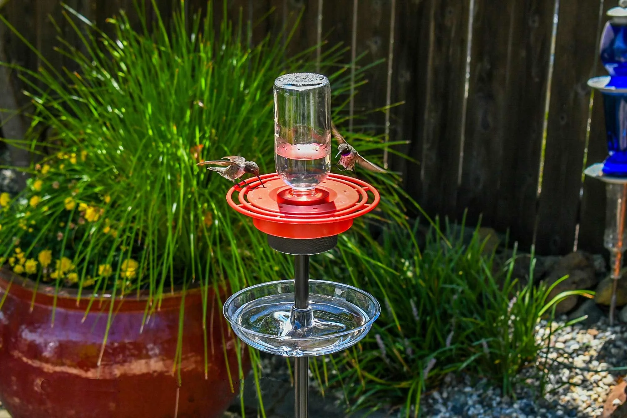 Birds feeding on the 16 oz feeder with pole.