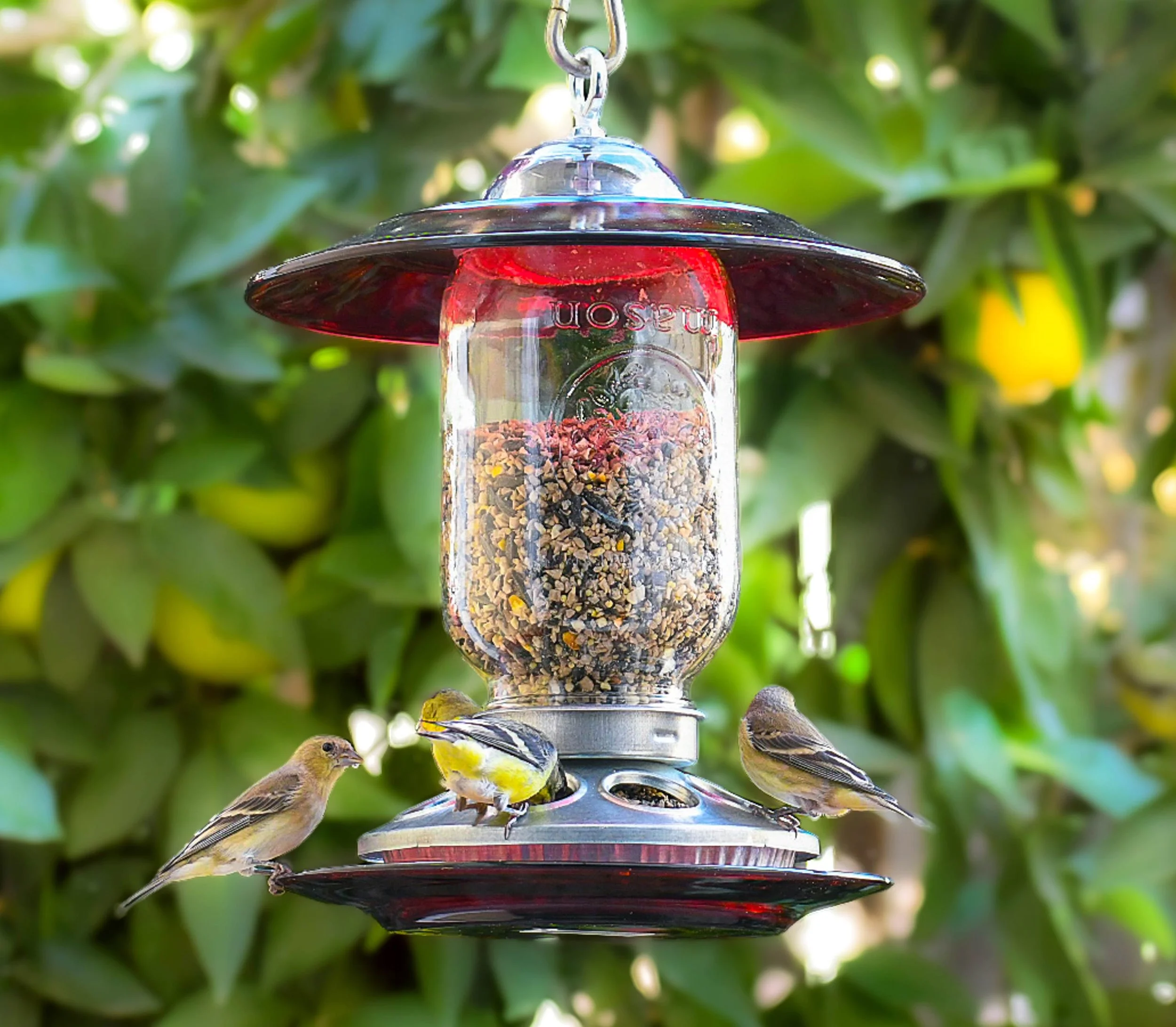 Red glass Mason jar seed bird feeder filled with wild bird seed and visited by finches in a leafy backyard garden.