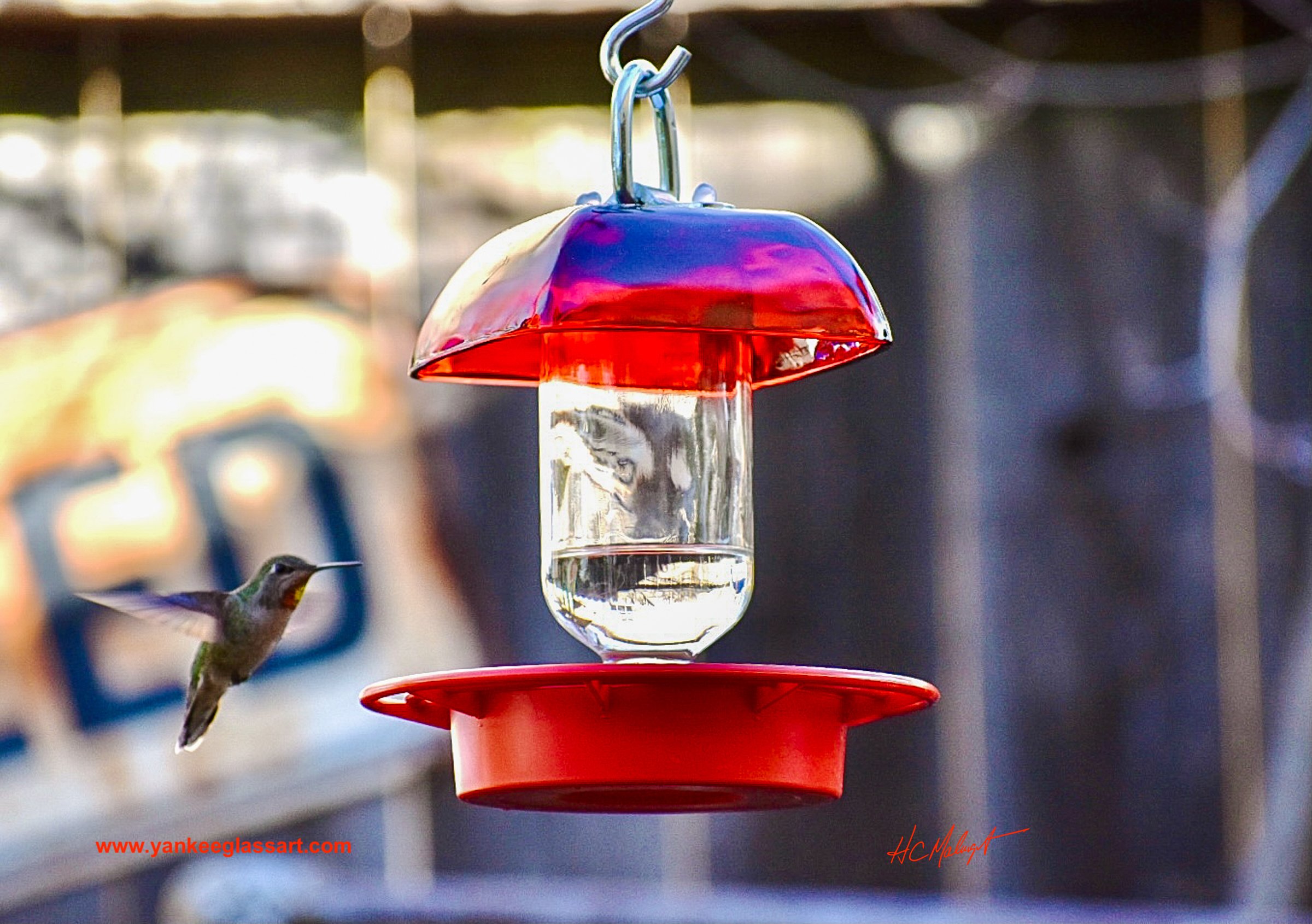 A hummingbird hovers to the left of a Anchor Hocking Ruby Red Berry Bowl glass with 8oz glass reservoir and red Best 1 plastic hummingbird feeder. The feeder hangs from a hook.