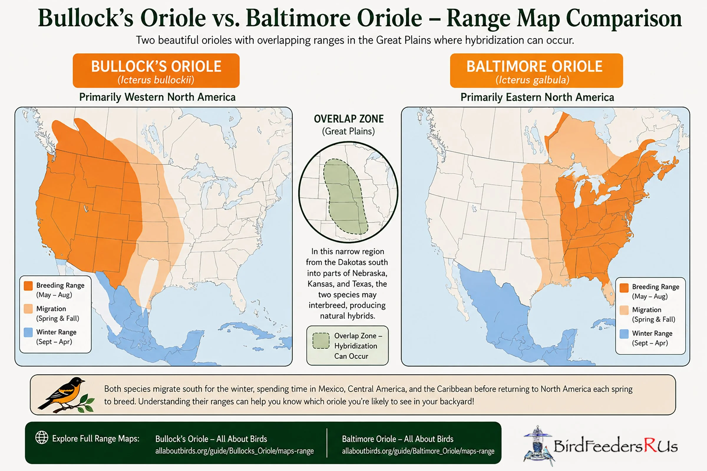 Comparison map showing the breeding, migration, winter, and overlap ranges of Bullock's Orioles and Baltimore Orioles across North America.