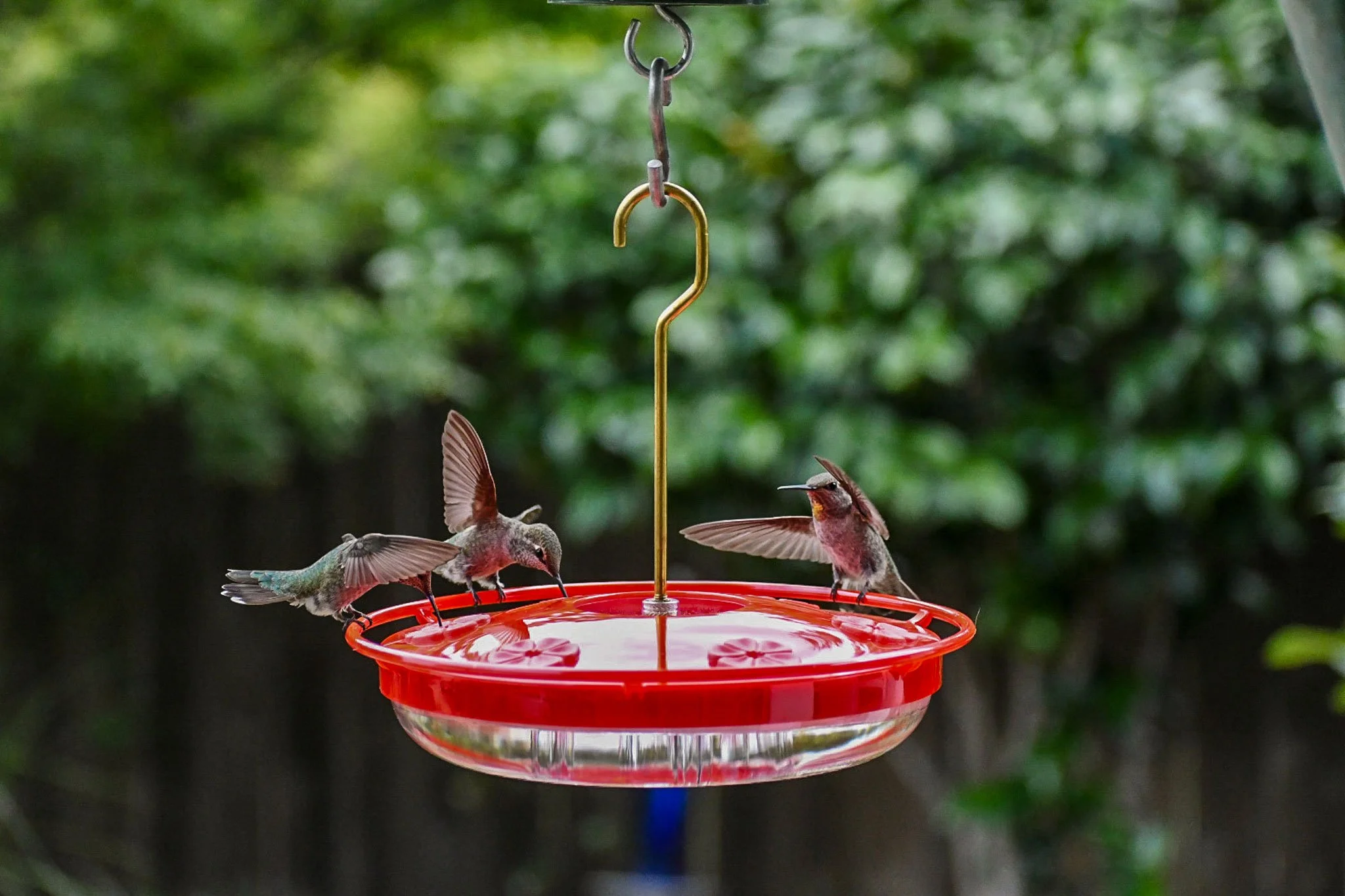 Hummingbirds gathered around the circular perch of a red Aspects HighView Excel hummingbird feeder.