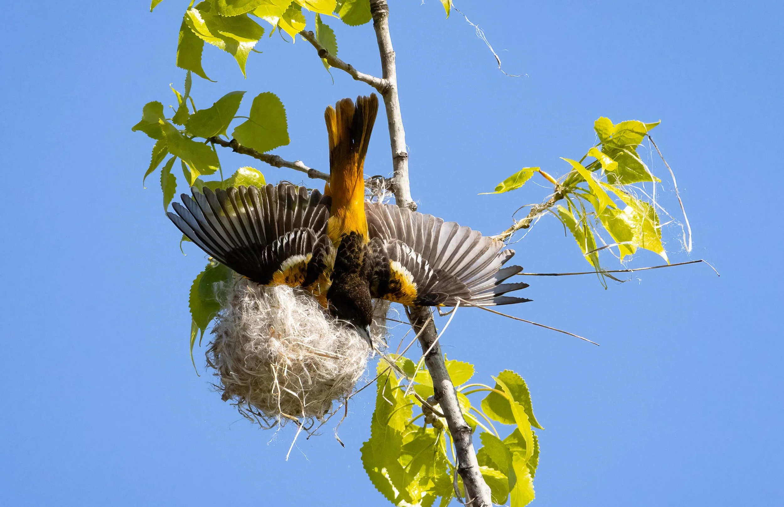 Male Bullock's Oriole building a hanging woven nest in a cottonwood tree during the spring nesting season.
