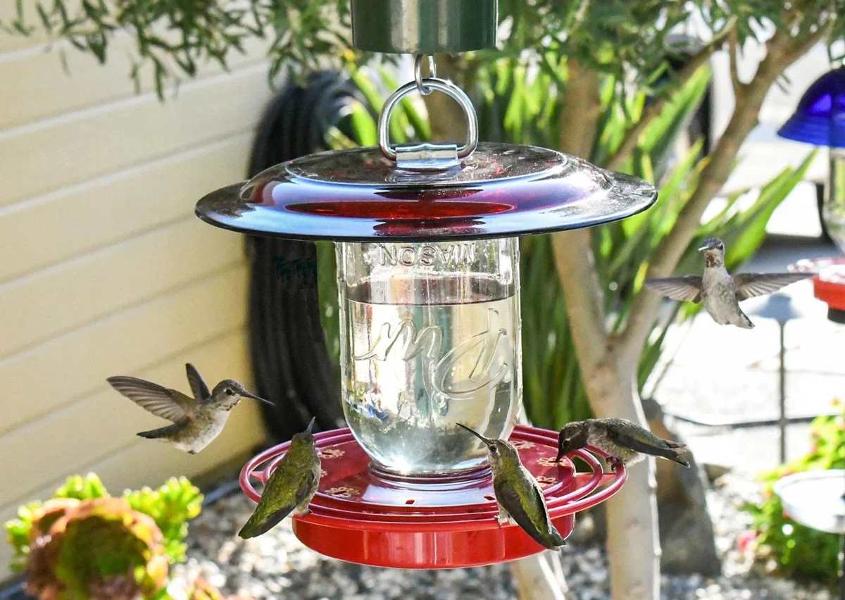 Ruby red glass hummingbird feeder attracting several hummingbirds in a backyard garden.