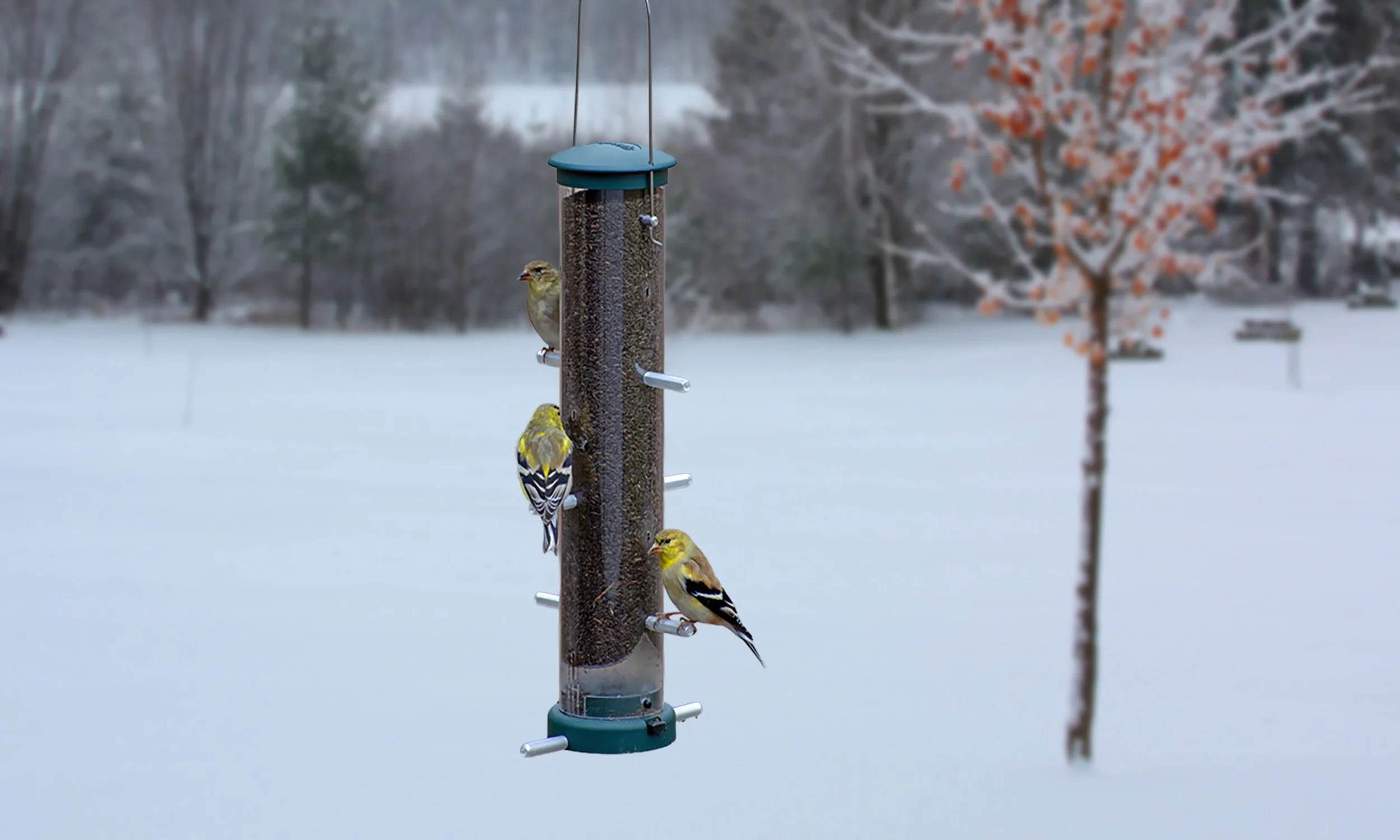 Aspects 427 Quick-Clean Nyjer finch feeder with finches feeding outdoors in a snowy winter landscape.