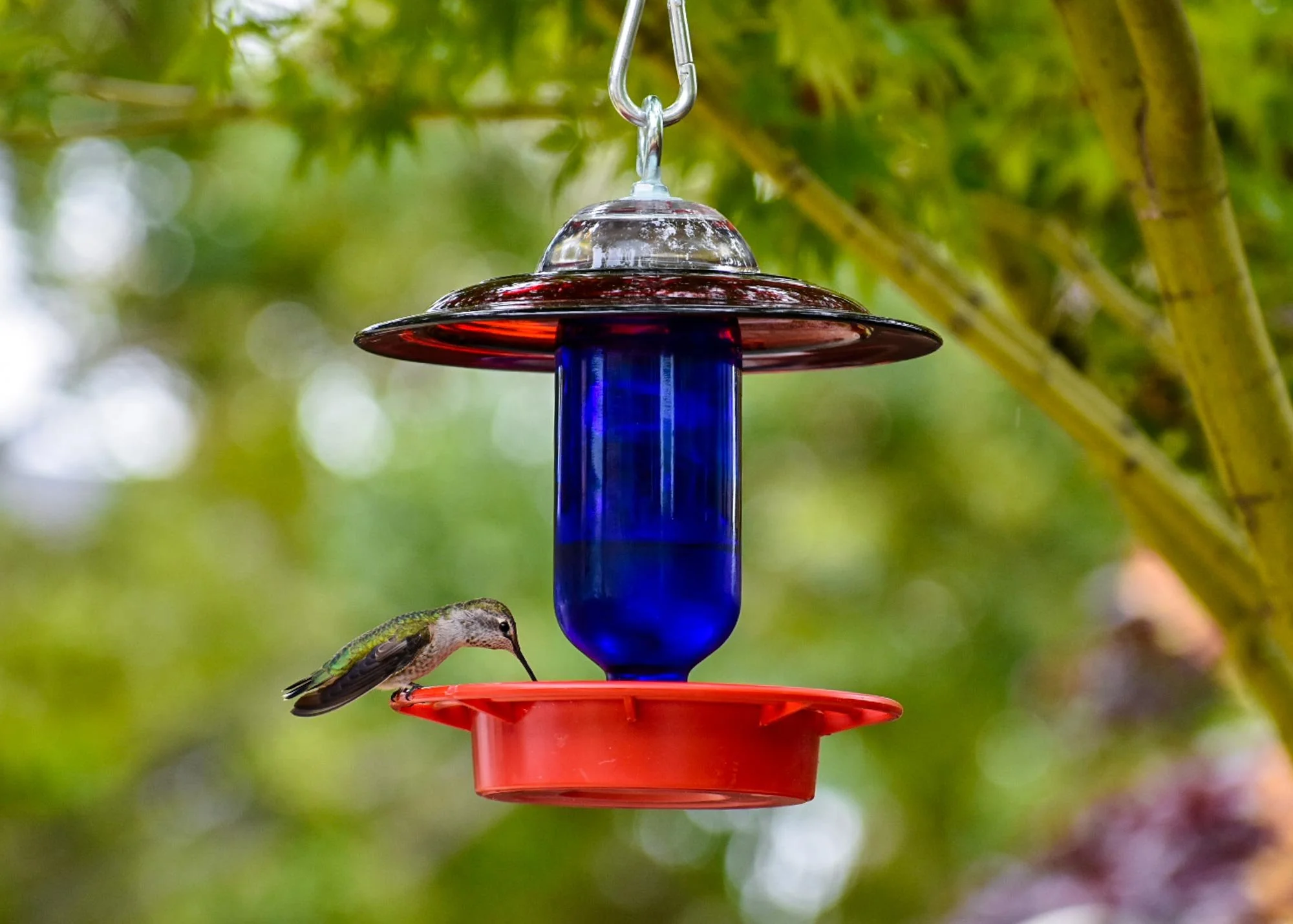 Red Anchor Hocking Hummingbird Feeder with Cobalt bottle and birds feeding.