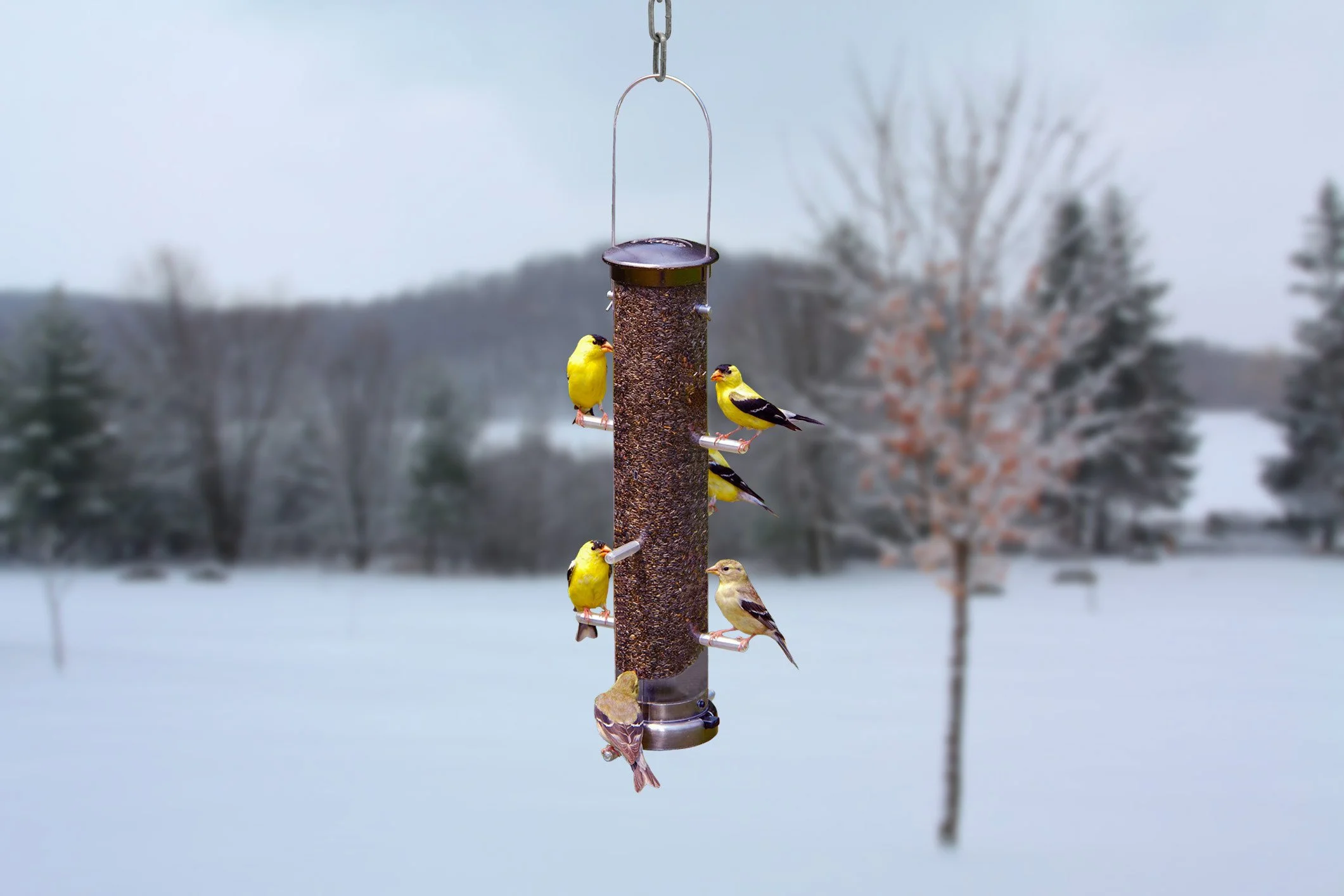 Aspects 400 Quick Clean Medium Nickel Finch Tube Feeder filled with bird seed and feeding finches in a winter backyard setting.