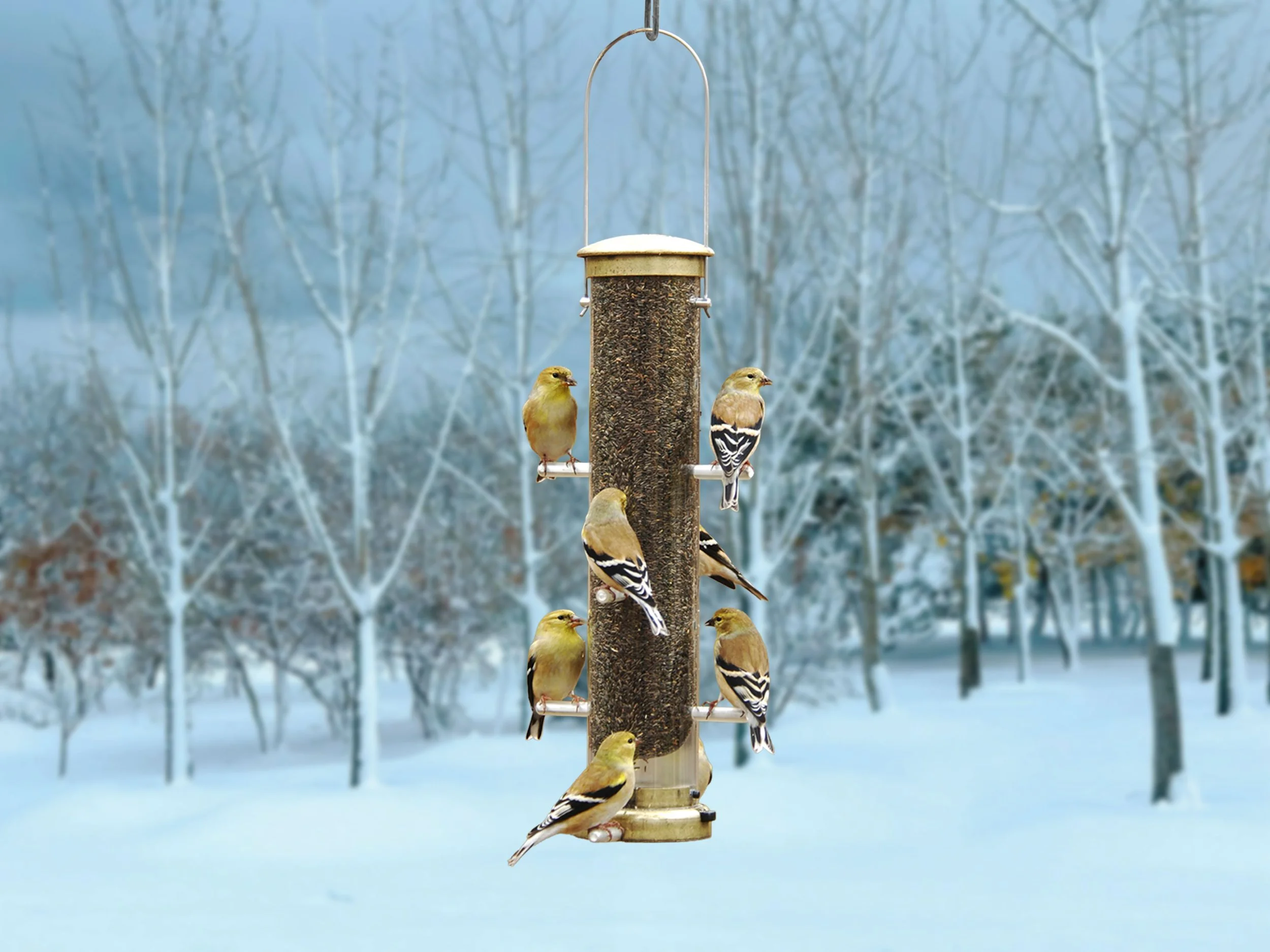 Aspects 402 antique brass Nyjer tube feeder surrounded by American goldfinches in a snowy winter landscape with frosted trees.