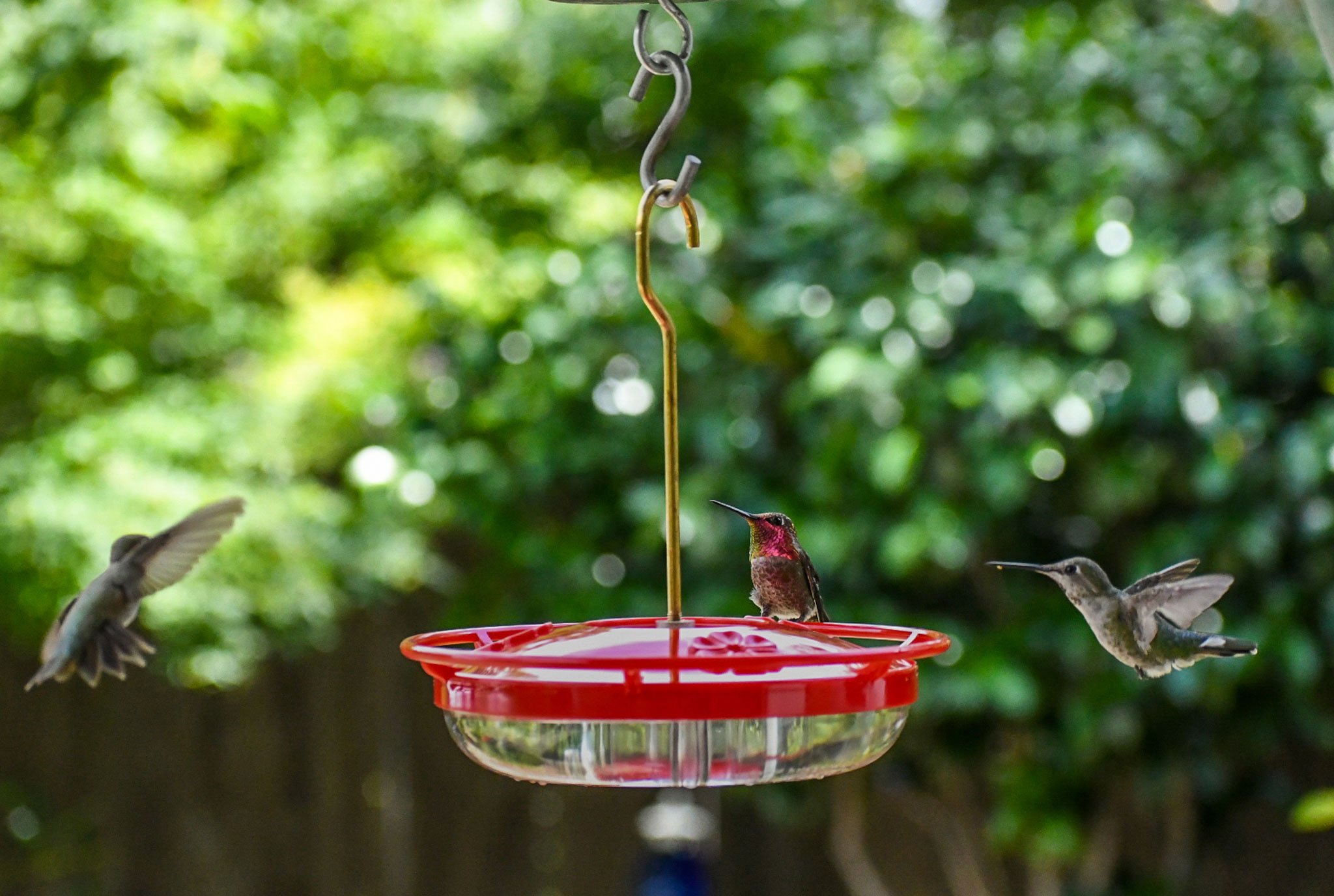 Three hummingbirds visiting the Aspects HighView Mini 8 oz feeder showing the elevated perch and three feeding ports.