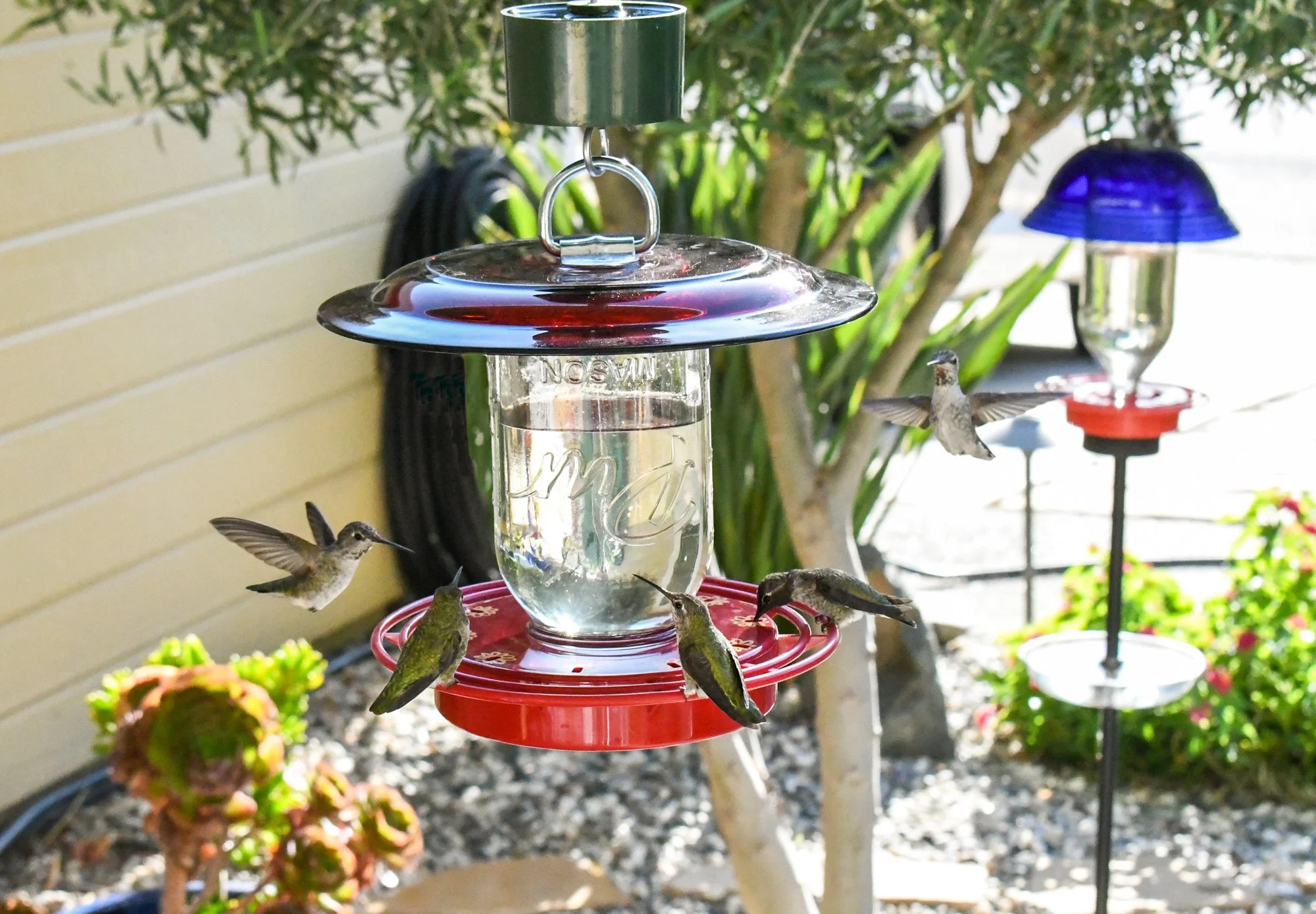 Ruby Red Feeder