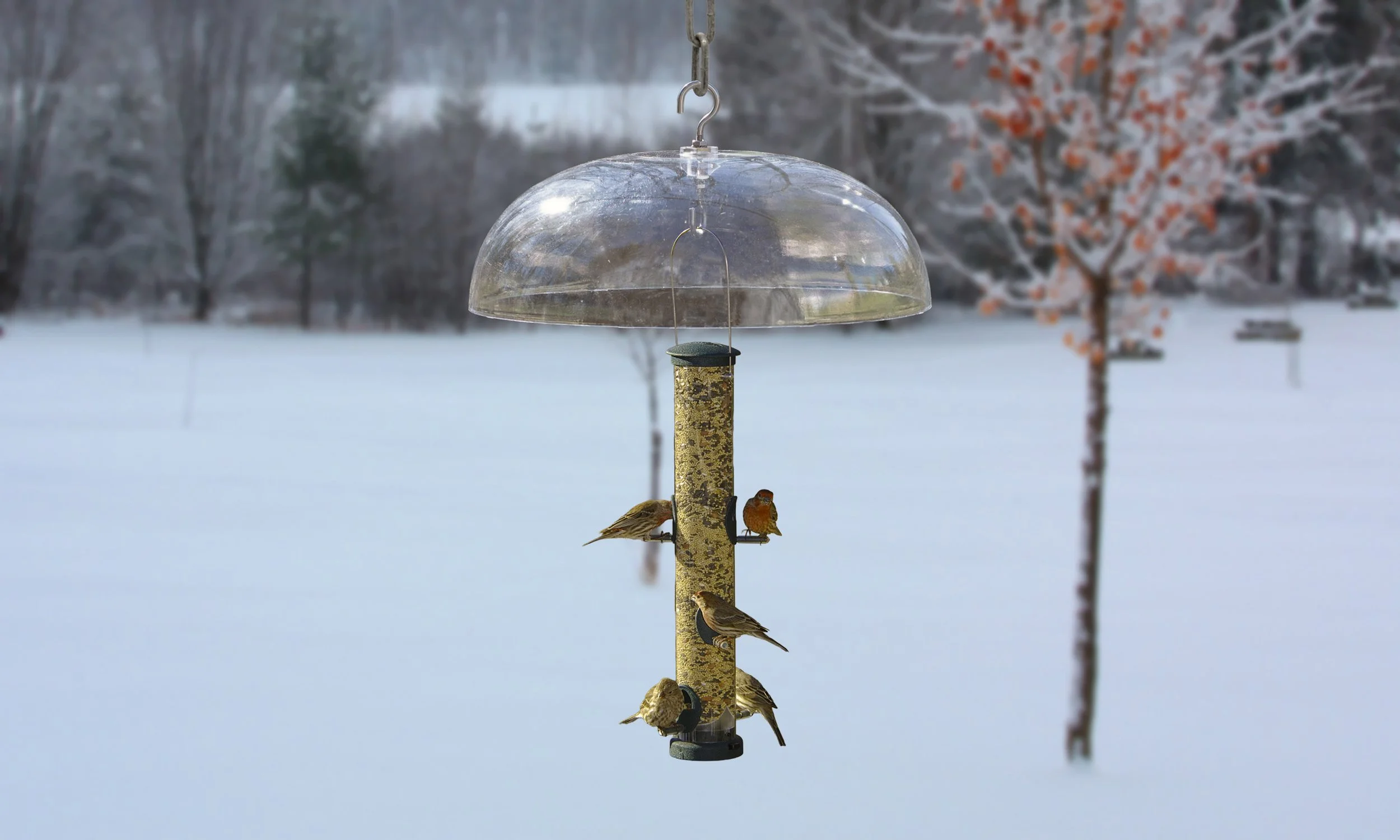 Aspects 425 Quick-Clean Spruce seed tube bird feeder with optional clear Weather Dome in a snowy winter setting.