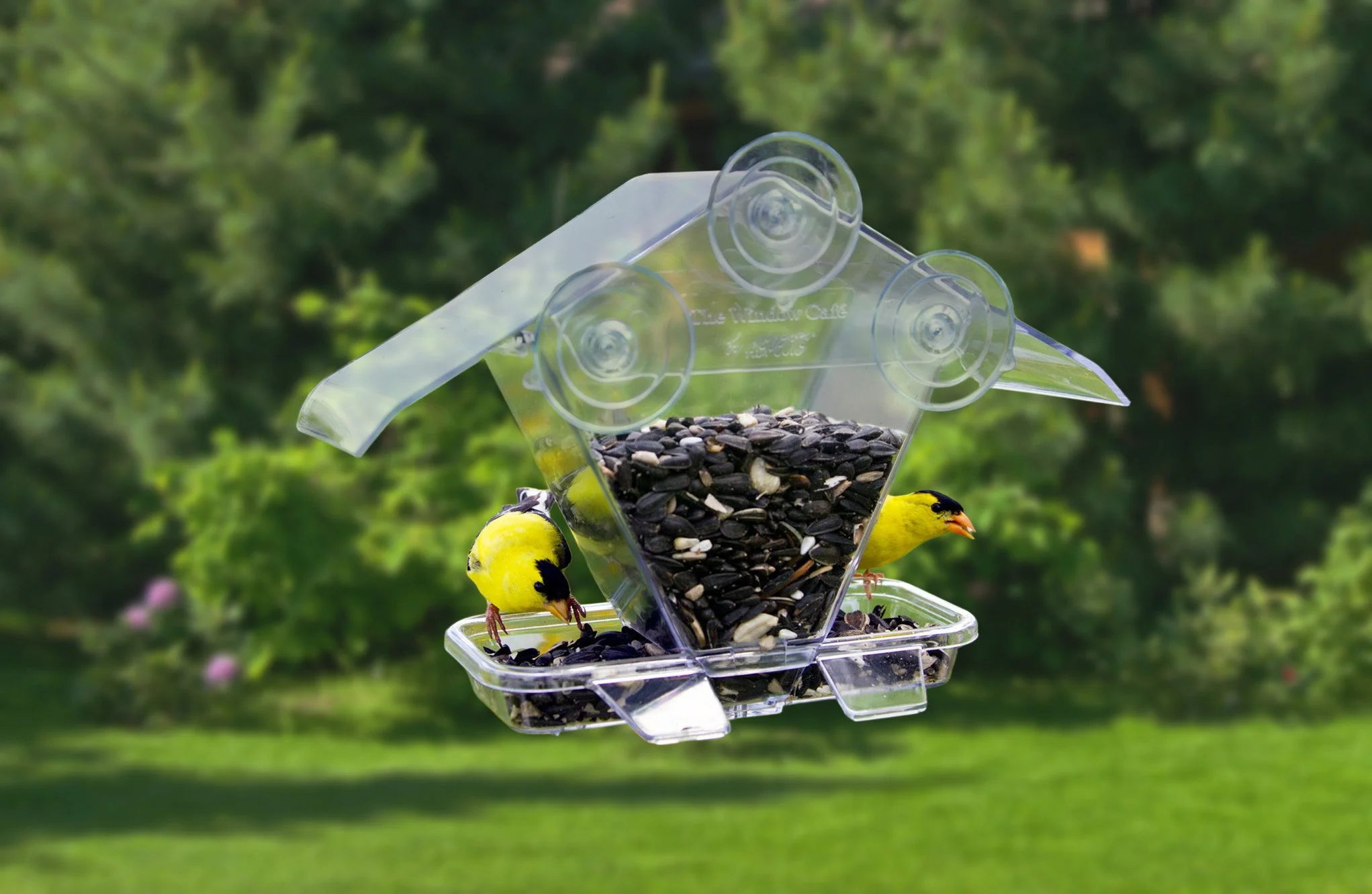 Aspects #155 Window Cafe polycarbonate bird feeder with two bright yellow American goldfinches feeding in a beautiful green summer garden.