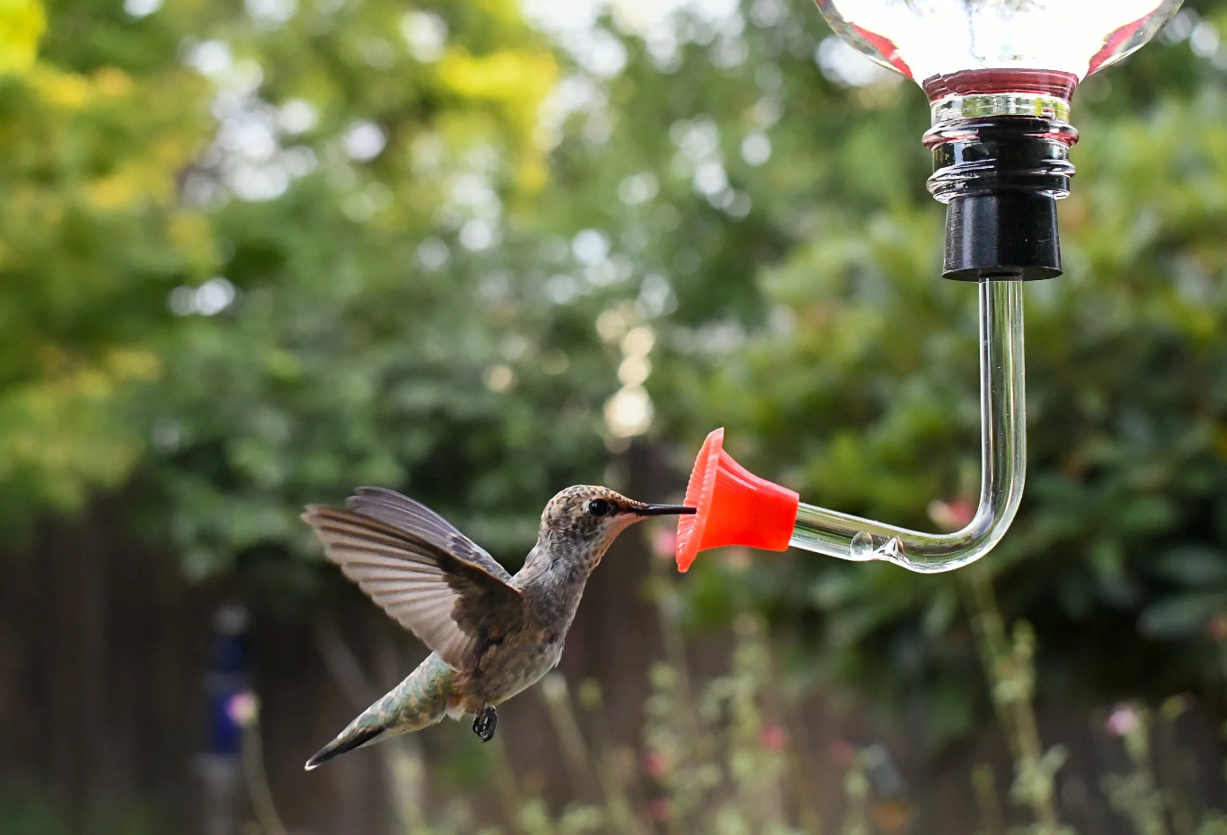 Songbird Essentials hummingbird feeder replacement stopper and tube installed on a glass bottle feeder outdoors
