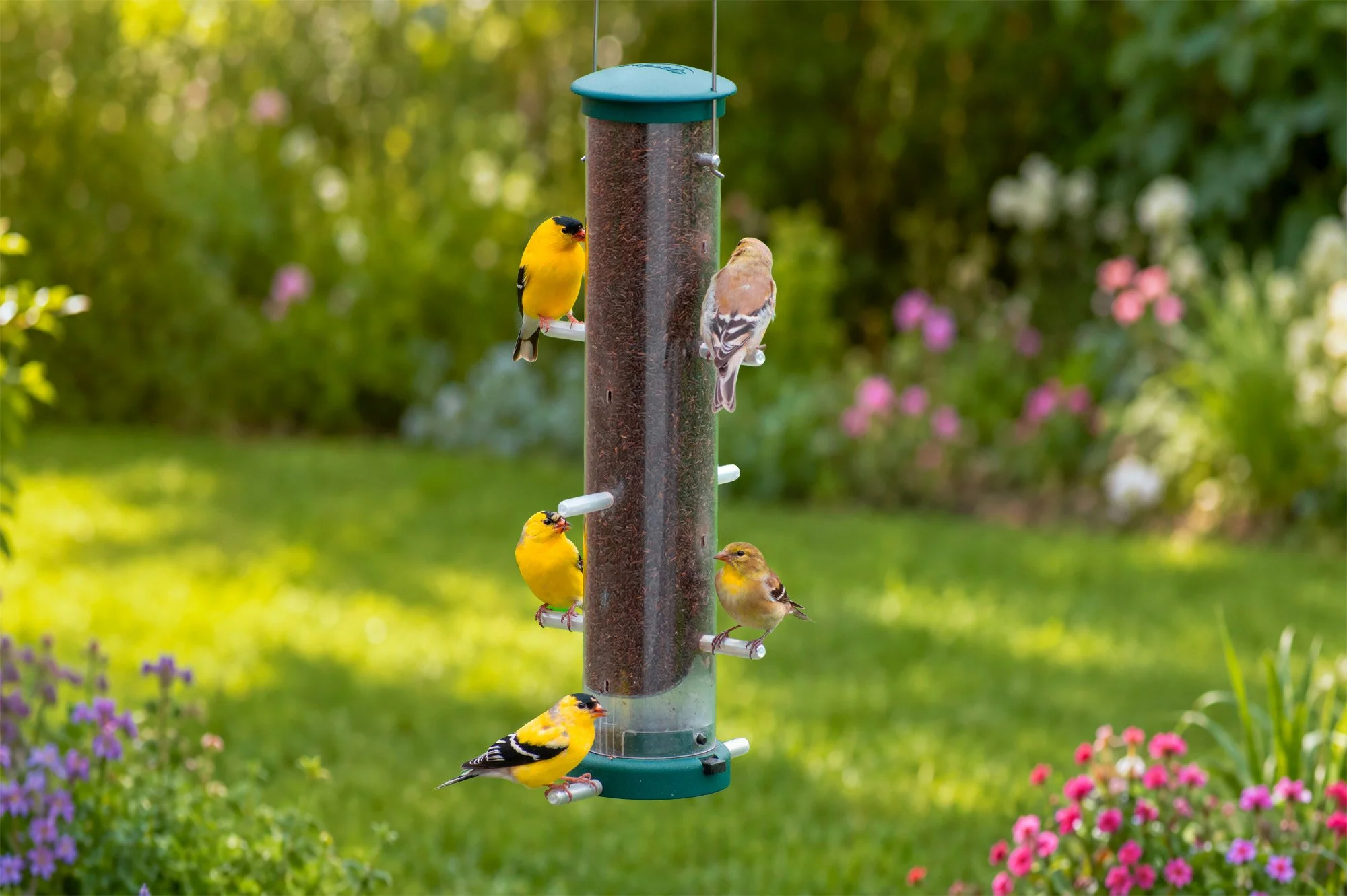 Aspects® 427 Quick-Clean Nyjer Finch Feeder – Medium Spruce