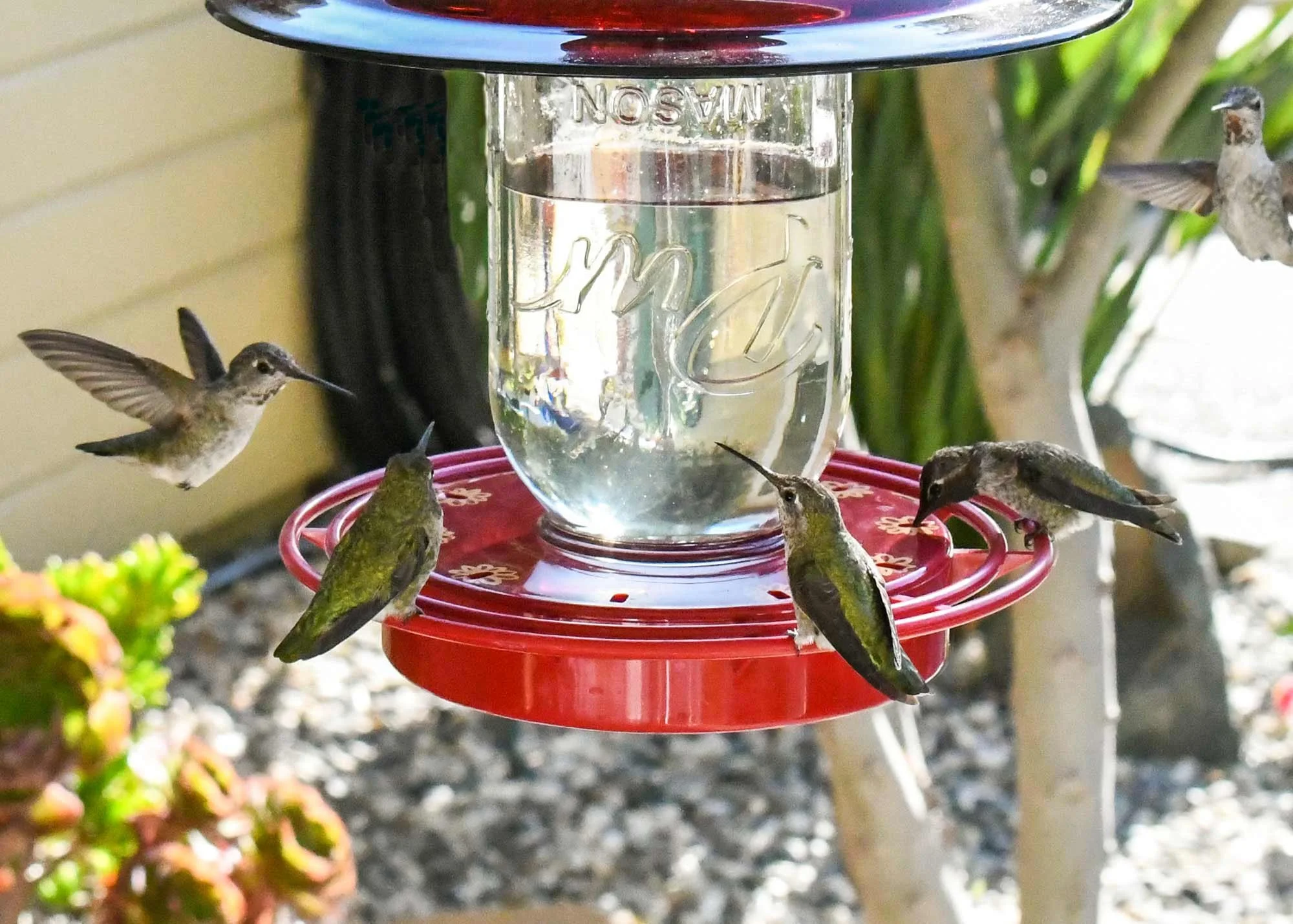 birds feeding on turbine mason jar feeder base in garden.