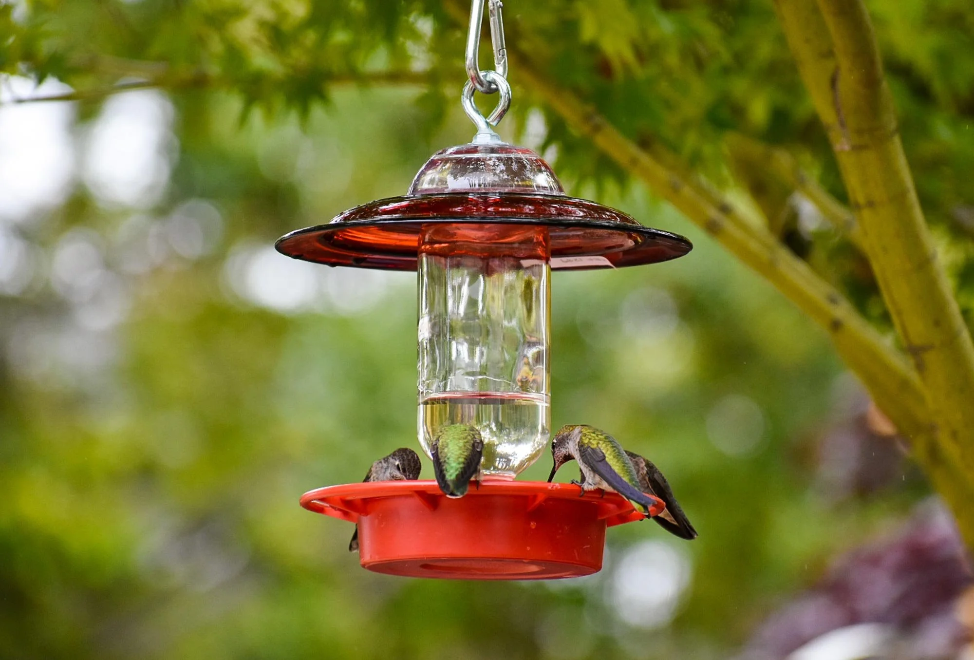 Birds feeding on a Red Anchor Hocking Hummingbird Feeder with cobalt bottle.
