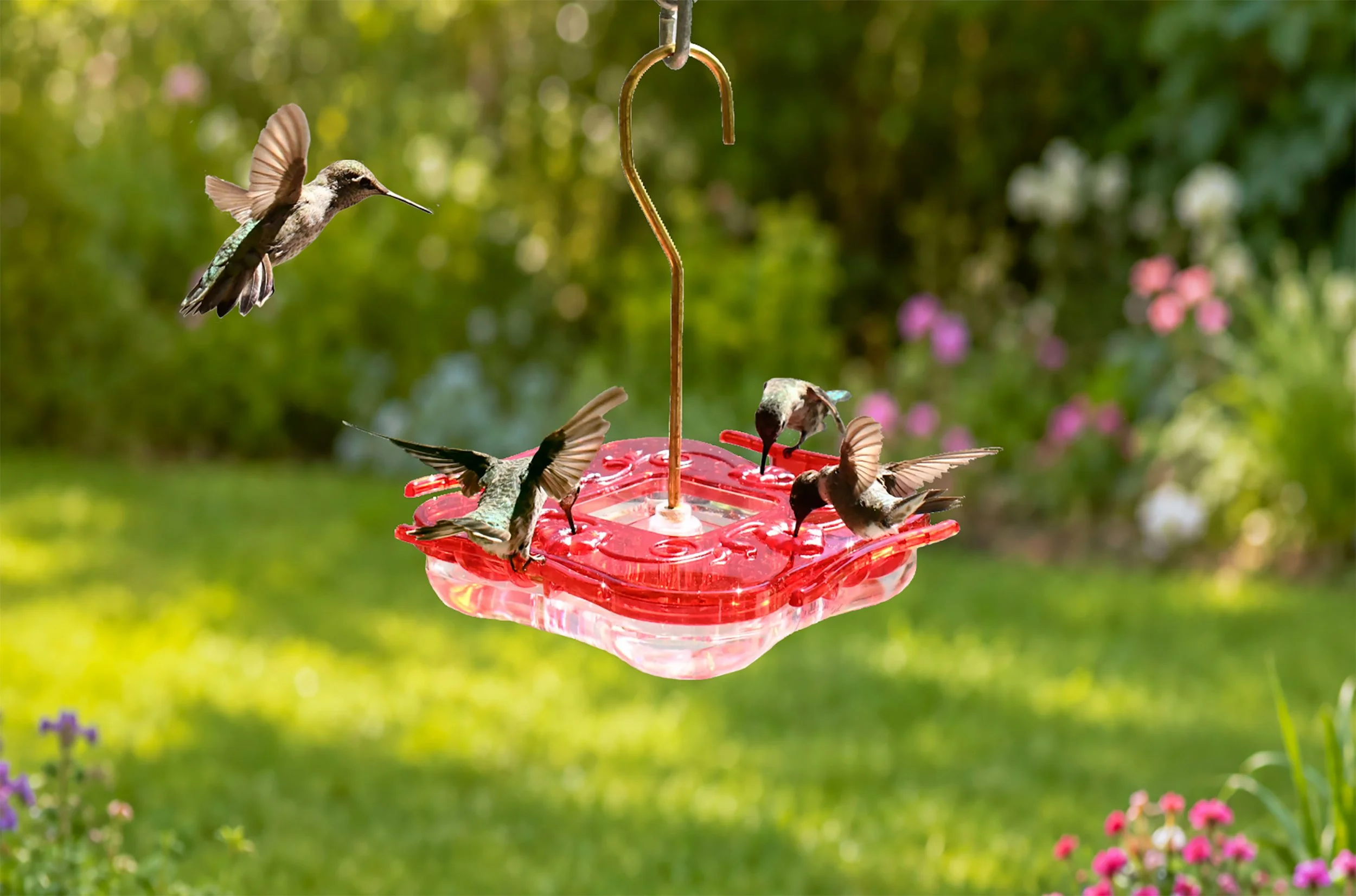 Hummingbirds feeding from Aspects HighView Square 8 oz hanging hummingbird feeder in a backyard garden