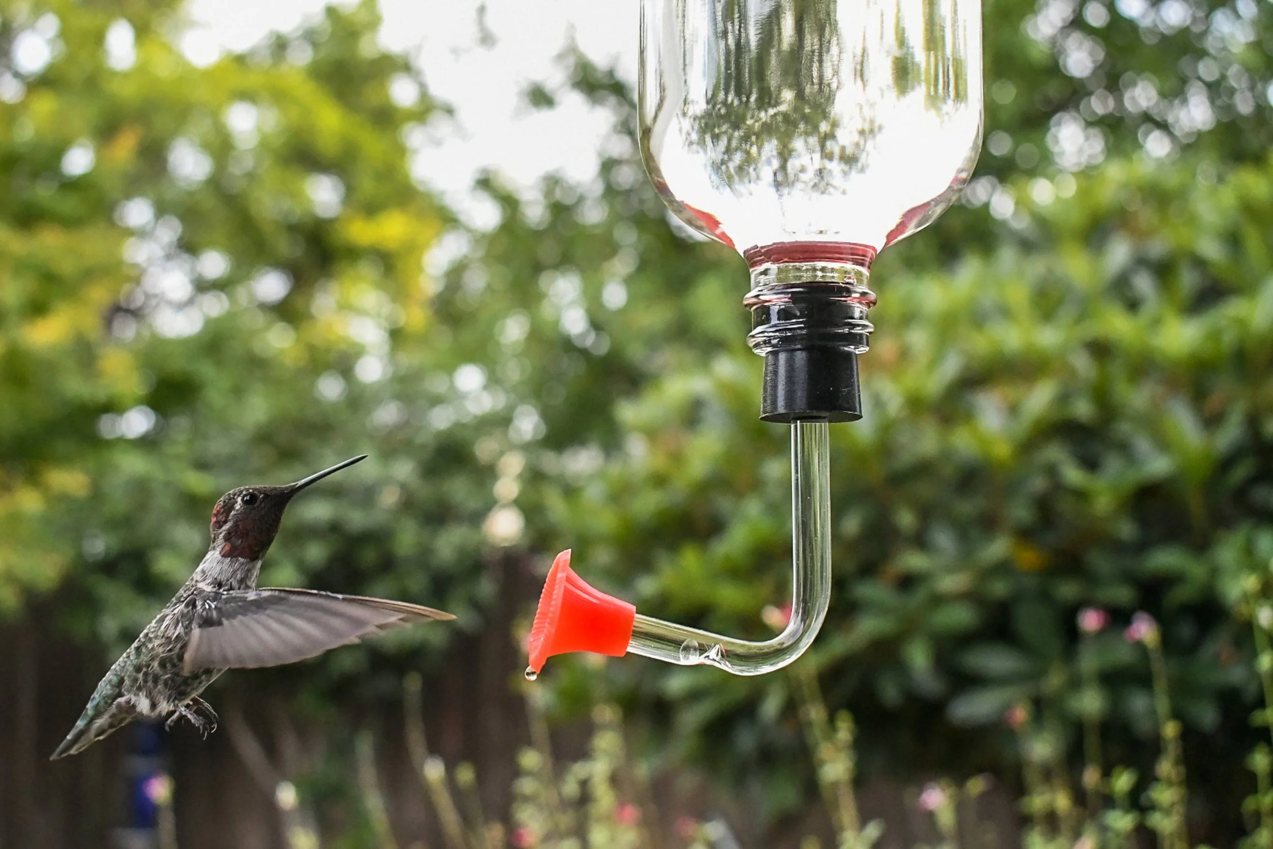 Hummingbird feeding from a Songbird Essentials replacement stopper and tube with red flower feeding port