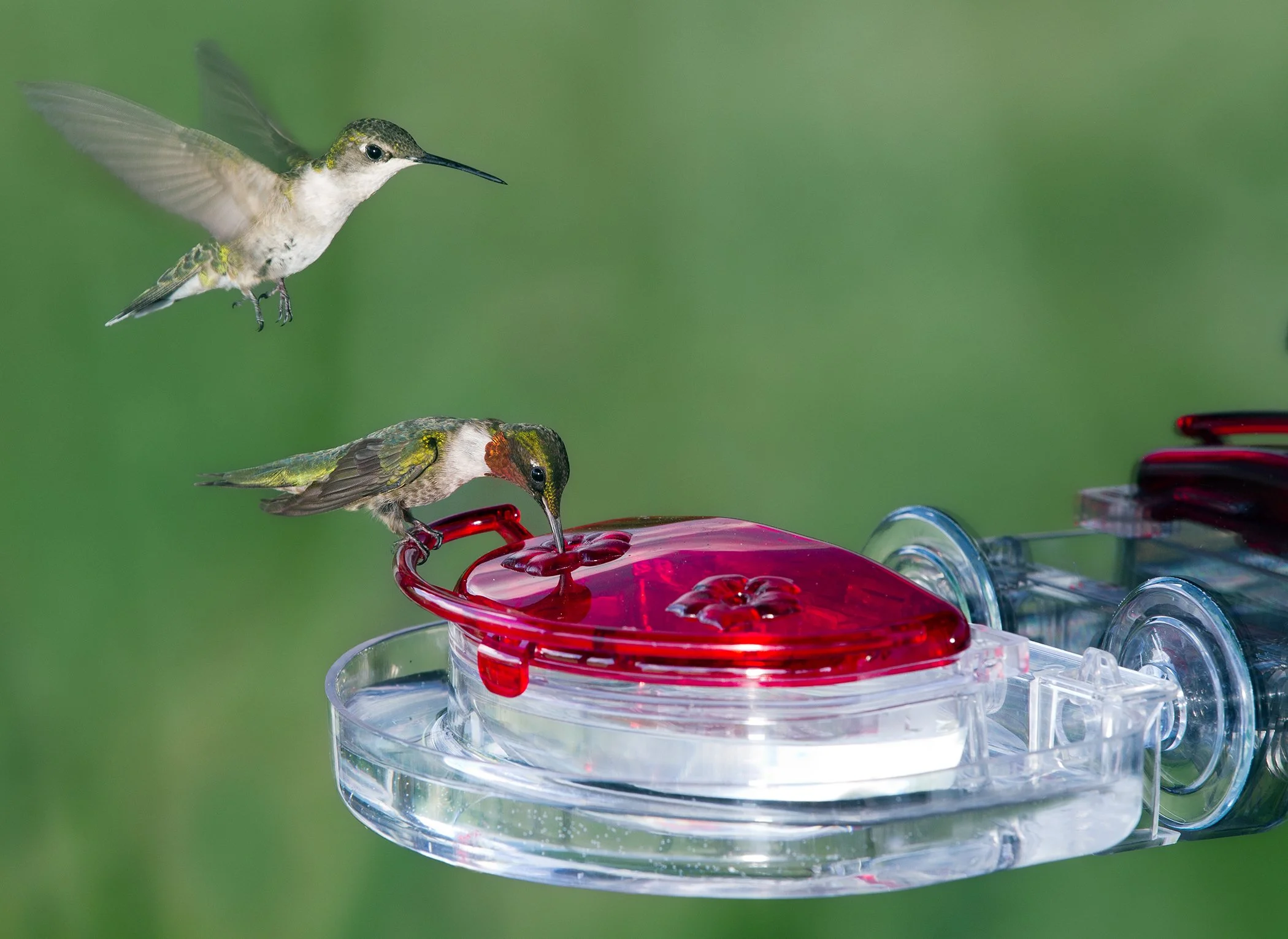 Aspects The Gem 4 oz window hummingbird feeder with wrap-around ant moat installed for added insect protection.