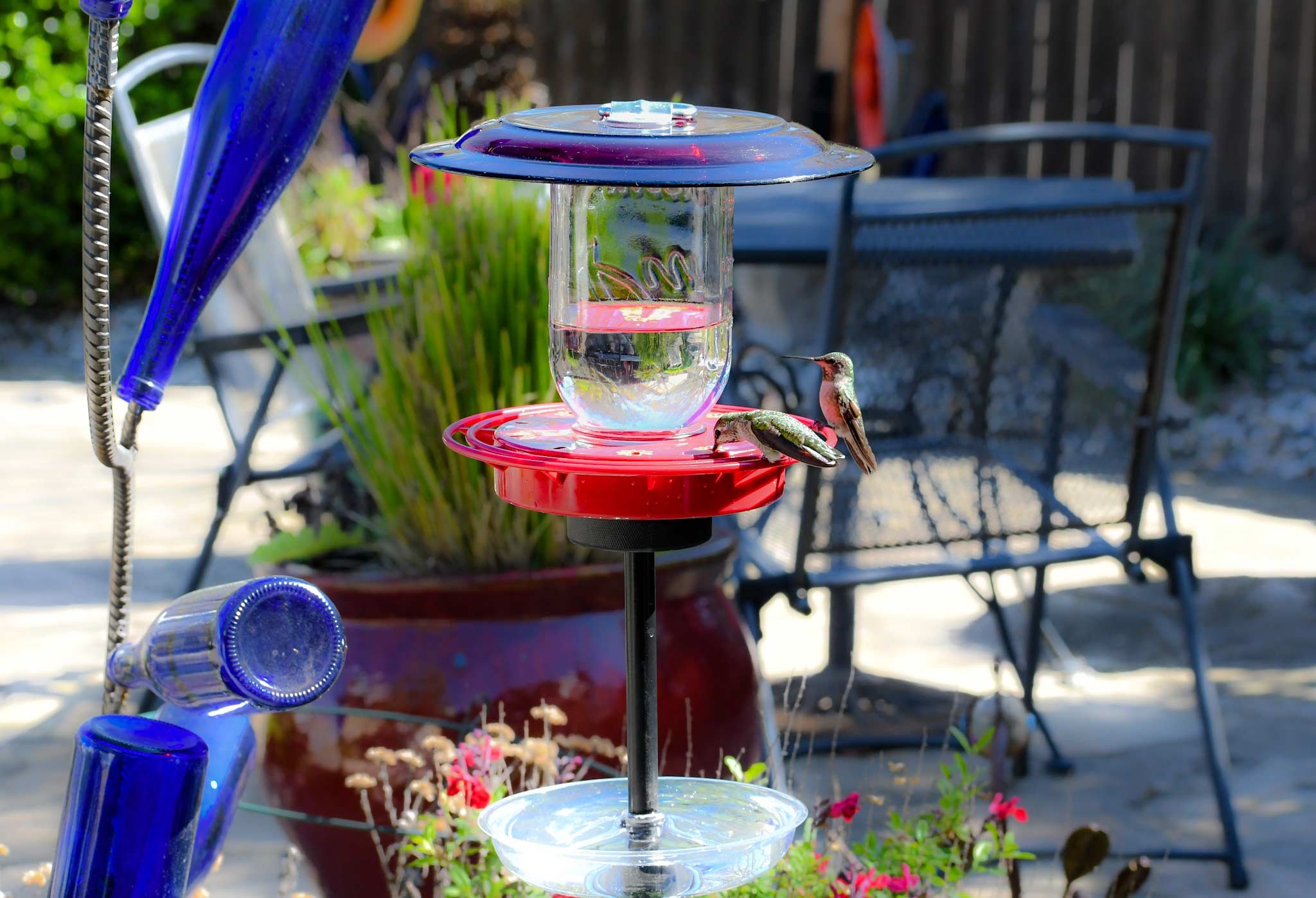 Pole mounted mason jar hummingbird feeder with red Anchor Hocking glass plate and hummingbirds feeding