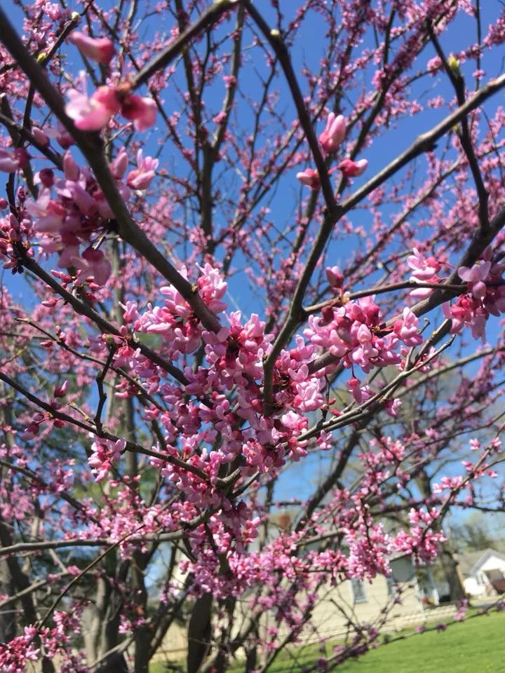 12.5.18 - "Don't Buy The Fruit Stand"