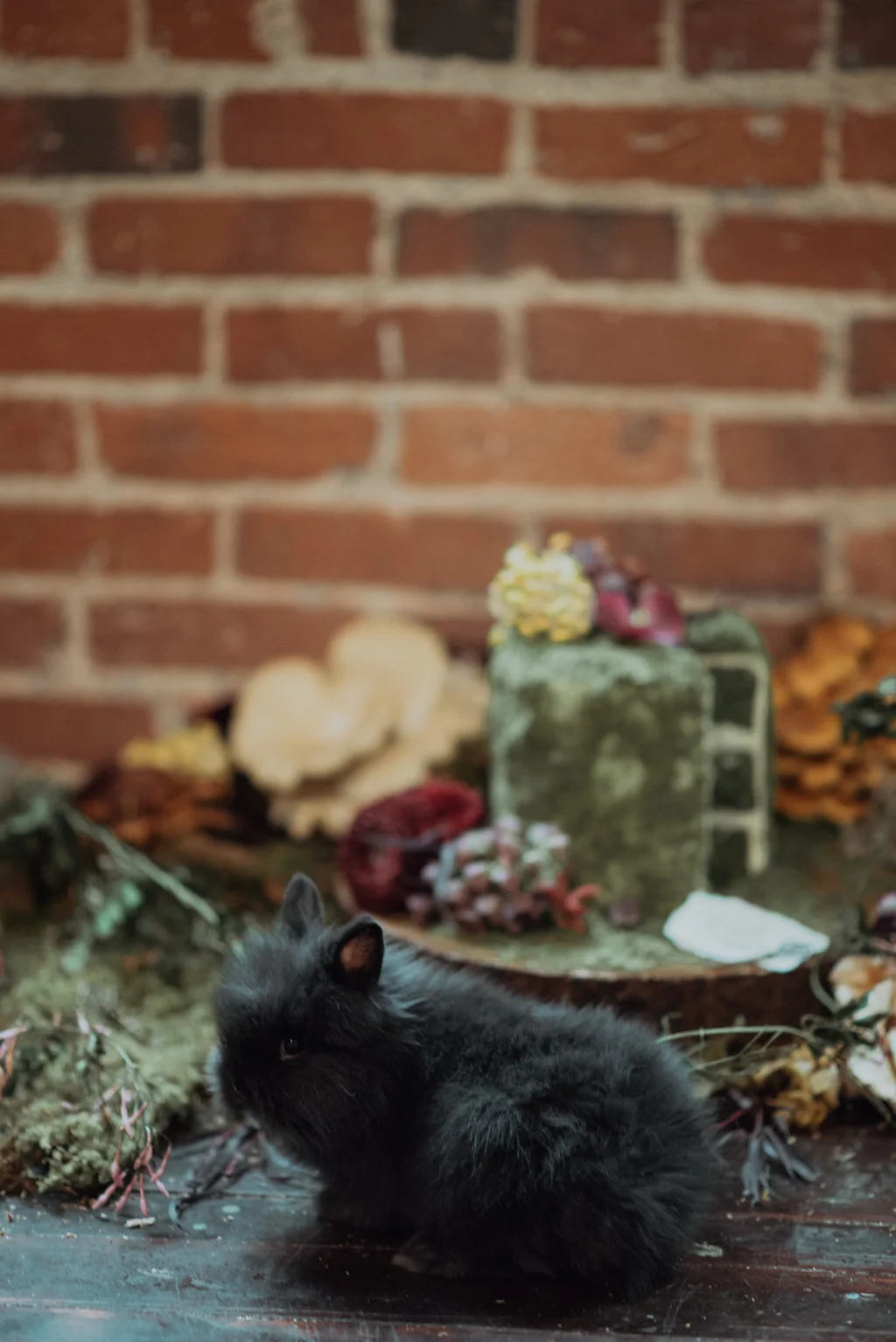 Alice-91.jpg