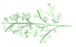 Leafy Vine.png