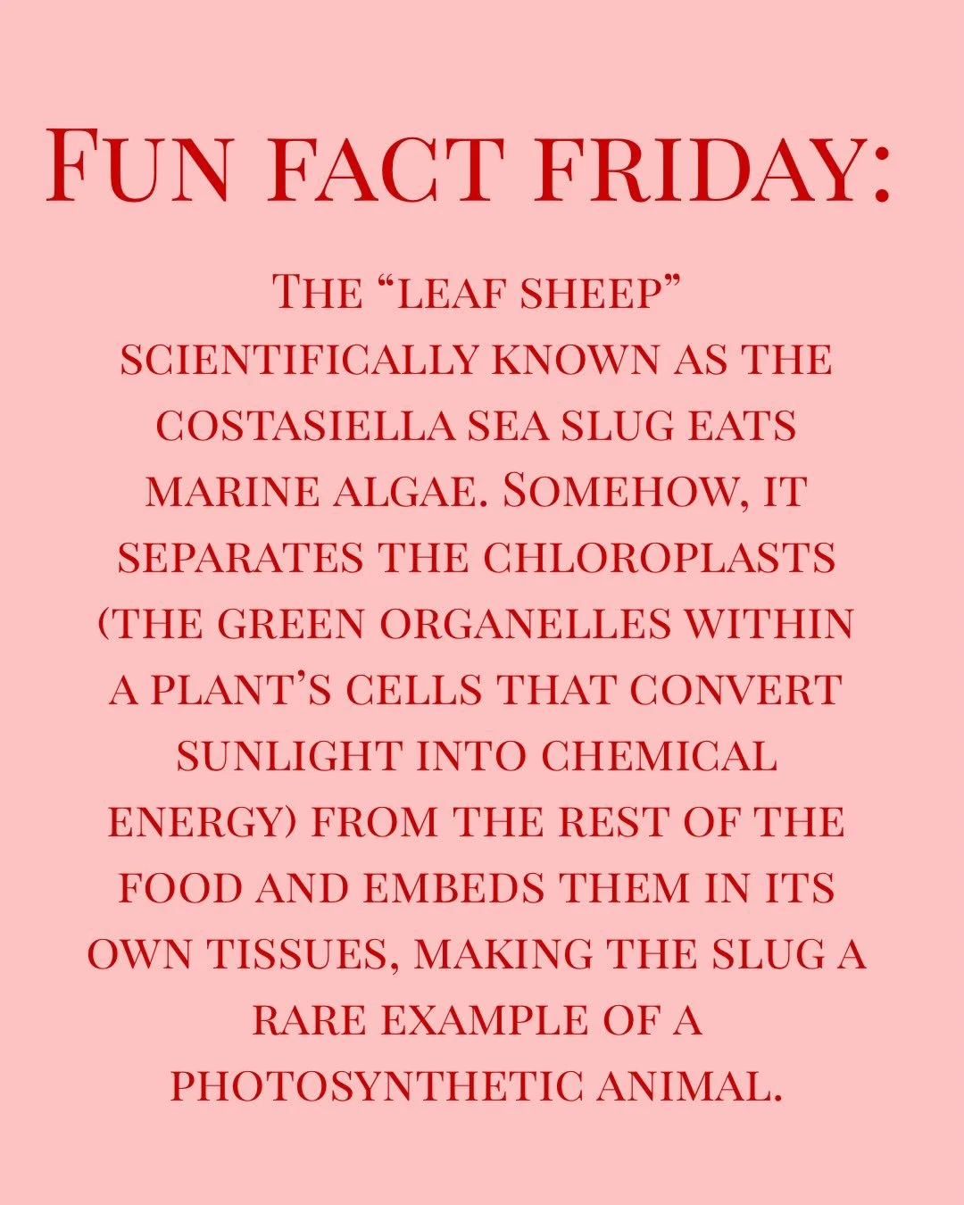 Please note I have had a picture of this little guy saved in my phone since 2019. 

&ldquo;Nature finds a way&rdquo;
&ldquo;He&rsquo;s just a little plant guy&rdquo;

🐛🌱