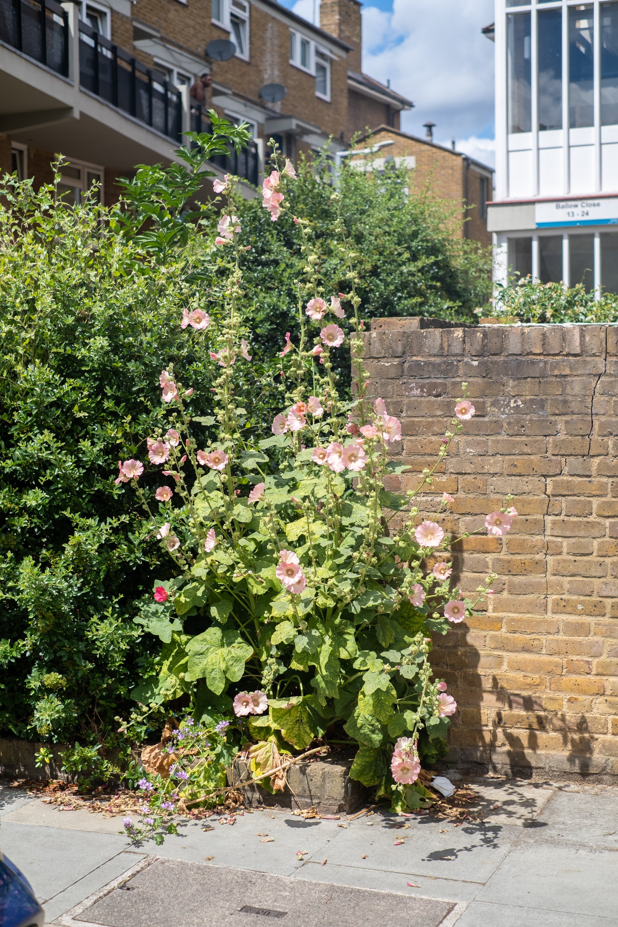 06-peter-haynes-daily-photos-june-2026-london-se-walk-0382.jpg